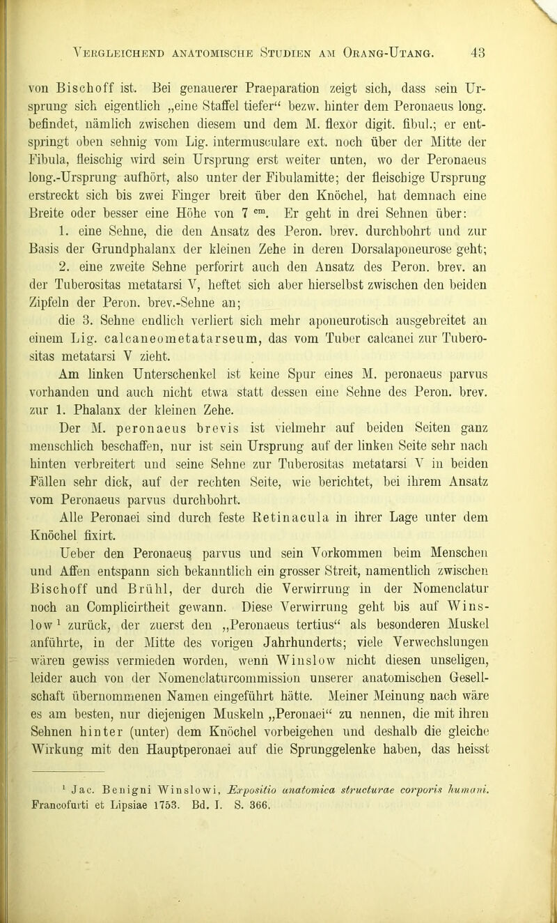 von Bisch off ist. Bei genauerer Praeparation zeigt sich, dass sein Ur- sprung sich eigentlich „eine Staffel tiefer“ bezw. hinter dem Peronaens long. befindet, nämlich zwischen diesem und dem M. flexor digit. fibul.; er ent- springt oben sehnig vom Big. intermiisculare ext. noch über der Mitte der Fibula, fleischig wird sein Ursprung erst weiter unten, wo der Peronaens long.-Ursprung aufhört, also unter der Fibulamitte; der fleischige Ursprung erstreckt sich bis zwei Finger breit über den Knöchel, hat demnach eine Breite oder besser eine Höhe von 7 Er geht in drei Sehnen über: 1. eine Sehne, die den Ansatz des Peron. brev. durchbohrt und zur Basis der Grundphalanx der kleinen Zehe in deren Dorsalaponeurose geht; 2. eine zweite Sehne perforirt auch den Ansatz des Peron. brev. an der Tuberositas metatarsi V, heftet sich aber hierselbst zwischen den beiden Zipfeln der Peron. brev.-Sehne an; die 3. Sehne endlich verliert sich mehr aponeurotisch ausgebreitet an einem Lig. calcaneometatarseum, das vom Tuber calcanei zur Tubero- sitas metatarsi V zieht. Am linken Unterschenkel ist keine Spur eines M. peronaens parvus vorhanden und auch nicht etwa statt dessen eine Sehne des Peron. brev. zur 1. Phalanx der kleinen Zehe. Der M. peronaens brevis ist vielmehr auf beiden Seiten ganz menschlich beschaffen, nur ist sein Ursprung auf der linken Seite sehr nach hinten verbreitert und seine Sehne zur Tuberositas metatarsi V in beiden Fällen sehr dick, auf der rechten Seite, wie berichtet, bei ihrem Ansatz vom Peronaens parvus durchbohrt. Alle Peronaei sind durch feste Retinacula in ihrer Lage unter dem Knöchel fixirt. Ueber den Peronaens parvus und sein Vorkommen beim Menschen und Affen entspann sich bekanntlich ein grosser Streit, namentlich zwischen Bischoff und Brühl, der durch die Verwirrung in der Nomenclatur noch an Complicirtheit gewann. Diese Verwirrung geht bis auf Wins- low^ zurück, der zuerst den „Peronaens tertius“ als besonderen Muskel anführte, in der Mitte des vorigen Jahrhunderts; viele Verwechslungen wären gewiss vermieden worden, wenn Winslow nicht diesen unseligen, leider auch von der Nomenclaturcommission unserer anatomischen Gesell- schaft übernommenen Namen eingeführt hätte. Meiner Meinung nach wäre es am besten, nur diejenigen Muskeln „Peronaei“ zu nennen, die mit ihren Sehnen hinter (unter) dem Knöchel Vorbeigehen und deshalb die gleiche Wirkung mit den Hauptperonaei auf die Sprunggelenke haben, das heisst ' Jac. Beiiigni Winslowi, Eorpositio anatomica structurae corporin liumani. Francofuiti et Lipsiae 1753. Bd. I. S. 366.