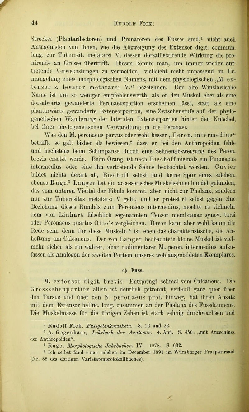 Strecker (Plantarflectoren) und Pronatoren des Pusses sind,^ nicht auch Antagonisten von ihnen, wie die Abzweigung des Extensor digit. commun. long. zur Tuberosit. metatarsi V, dessen dorsalflectirende Wirkung die pro- iiireude an Grösse übertrifft. Diesen könnte man, um immer wieder auf- tretende Verwechslungen zu vermeiden, vielleicht nicht unpassend in Er- mangelung eines morphologischen Namens, mit dem physiologischen „M. ex- tensor s. levator metatarsi V.“ bezeichnen. Der alte Winslowische Name ist um so weniger empfehlenswerth, als er den Muskel eher als eine dorsalwärts gewanderte Peronaeusportion erscheinen lässt, statt als eine plantarwärts gewanderte Extensorportion, eine Zwischenstufe auf der phylo- genetischen Wanderung der lateralen Extensorpartien hinter den Knöchel, bei ihrer phylogenetischen Verwandlung in die Peronaei. Was den M.peronaeus parvus oder wohl besser „Peron. intermedius“ betrifft, so galt bisher als bewiesen,^ dass er bei den Anthropoiden fehle und höchstens beim Schimpanse durch eine Sehnenabzweigung des Peron. brevis ersetzt werde. Beim Orang ist nach Bischoff niemals ein Peronaeus intermedius oder eine ihn vertretende Sehne beobachtet worden. Cu vier bildet nichts derart ab, Bischoff selbst fand keine Spur eines solchen, ebenso Ruge.^ Langer hat ein accessorischesMuskelsehnenbündel gefunden, das vom unteren Viertel der Fibula kommt, aber nicht zur Phalanx, sondern nur zur Tuberositas metatarsi V geht, und er protestirt selbst gegen eine Beziehung dieses Bündels zum Peronaeus intermedius, möchte es vielmehr dem von Linhart fälschlich sogenannten Tensor membranae syuov. tarsi oder Peronaeus quartus Otto’s vergleichen. Davon kann aber wohl kaum die Rede sein, denn für diese Muskeln * ist eben das charakteristische, die An- heftung am Calcaneus. Der von Langer beobachtete kleine Muskel ist viel- mehr sicher als ein wahrer, aber rudimentärer M. peron. intermedius aufzu- fassen als Analogon der zweiten Portion unseres wohlausgebildeten Exemplares. c) Fuss. M. extensor digit. brevis. Entspringt schmal vom Calcaneus. Die Grosszehenportion allein ist deutlich getrennt, verläuft ganz quer über den Tarsus und über den N. peronaeus prof. hinweg, hat ihren Ansatz mit dem Extensor halluc. long. zusammen an der Phalanx des Fussdaumeus. Die Muskelmasse für die übrigen Zehen ist stark sehnig durchwachsen und ' Eudolf Pick, Fussgelenhmuskeln. S. 12 und 22. “ A. Gegenbaur, Lehrbuch der Anatomie. 4. Aufl. S. 456: „mit Ausschluss der Anthropoiden“. ® Rüge, Morphologische Jahrbücher. IV. 1878. S. 632. Ich selbst fand einen solchen im December 1891 im Würzburger Praeparirsaal (Vr. 88 des dortigen Varietätenprotokollbuches).