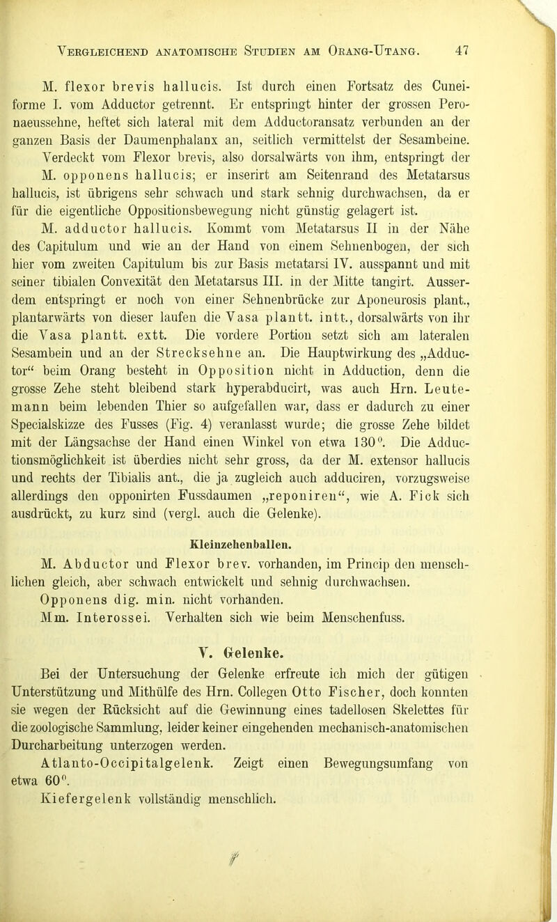 M. flexor brevis hallucis. Ist durch einen Fortsatz des Cunei- forme I. vom Adductor getrennt. Er entspringt hinter der grossen Pero- naeussehne, heftet sich lateral mit dem Adductoransatz verbunden au der ganzen Basis der Daumenphalanx an, seitlich vermittelst der Sesambeine. Verdeckt vom Flexor brevis, also dorsalwärts von ihm, entspringt der M. opponens hallucis; er inserirt am Seitenrand des Metatarsus hallucis, ist übrigens sehr schwach und stark sehnig durchwachsen, da er für die eigentliche Oppositionsbewegung nicht günstig gelagert ist. M. adductor hallucis. Kommt vom Metatarsus II in der Nähe des Capitulum und wie an der Hand von einem Sehuenbogeu, der sich hier vom zweiten Capitulum bis zur Basis metatarsi IV. ausspannt und mit seiner tibialen Convexität den Metatarsus III. in der Mitte tangirt. Ausser- dem entspringt er noch von einer Sehnenbrücke zur Apoueurosis plant., plantarwärts von dieser laufen die Vasa plantt. intt., dorsalwärts von ihr die Vasa plantt. extt. Die vordere Portion setzt sich am lateralen Sesambein und an der Strecksehne an. Die Hauptwirkung des „Adduc- tor“ beim Orang besteht in Opposition nicht in Adduction, denn die grosse Zehe steht bleibend stark hyperabducirt, was auch Hrn. Leute- mann beim lebenden Thier so aufgefallen war, dass er dadurch zu einer Specialskizze des Fusses (Fig. 4) veranlasst wurde; die grosse Zehe bildet mit der Längsachse der Hand einen Winkel von etwa 130°. Die Adduc- tionsmöglichkeit ist überdies nicht sehr gross, da der M. extensor hallucis und rechts der Tibialis ant., die ja zugleich auch adduciren, vorzugsweise allerdings den opponirten Fussdaumen „reponireu“, wie A. Fick sich ausdrückt, zu kurz sind (vergl. auch die Gelenke). Kleinzehenballen. M. Abductor und Flexor brev. vorhanden, im Princip den mensch- lichen gleich, aber schwach entwickelt und sehnig durchwachsen. Opponens dig. min. nicht vorhanden. Mm. Interessei. Verhalten sich wie beim Menschenfuss. V. Gelenke. Bei der Untersuchung der Gelenke erfreute ich mich der gütigen Unterstützung und Mithülfe des Hrn. Collegen Otto Fischer, doch konnten sie wegen der Rücksicht auf die Gewinnung eines tadellosen Skelettes für die zoologische Sammlung, leider keiner eingehenden mechanisch-anatomischen Durcharbeitung unterzogen werden. Atlanto-Occipi talgelenk. Zeigt einen Bewegungsumfang von etwa 60°. Kiefer gelenk vollständig menschlich.