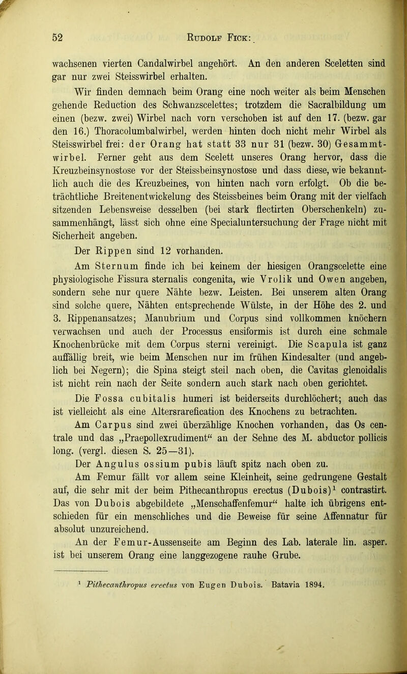 wachsenen vierten Candalwirbel angehört. An den anderen Sceletten sind gar nur zwei Steisswirbel erhalten. Wir finden demnach beim Orang eine noch weiter als beim Menschen gehende Reduction des Schwanzscelettes; trotzdem die öacralbildung um einen (bezw. zwei) Wirbel nach vorn verschoben ist auf den 17. (bezw. gar den 16.) Thoracolumbalwirbel, werden hinten doch nicht mehr Wirbel als Steisswirbel frei: der Orang hat statt 33 nur 31 (bezw. 30) Gesammt- wirbel. Ferner geht aus dem Scelett unseres Orang hervor, dass die Kreuzbeinsynostose vor der Steissbeinsynostose und dass diese, wie bekannt- lich auch die des Kreuzbeines, von hinten nach vorn erfolgt. Ob die be- trächtliche Breitenentwickelung des Steissbeines beim Orang mit der vielfach sitzenden Lebensweise desselben (bei stark flectirten Oberschenkeln) zu- sammenhängt, lässt sich ohne eine Specialuntersuchung der Frage nicht mit Sicherheit angeben. Der Rippen sind 12 vorhanden. Am Sternum finde ich bei keinem der hiesigen Orangscelette eine physiologische Fissura sternalis congenita, wie Vrolik und Owen an geben, sondern sehe nur quere Nähte bezw. Leisten. Bei unserem alten Orang sind solche quere, Nähten entsprechende Wülste, in der Höhe des 2. und 3. Rippenansatzes; Manubrium und Corpus sind vollkommen knöchern verwachsen und auch der Processus ensiformis ist durch eine schmale Knochenbrücke mit dem Corpus sterni vereinigt. Die Scapula ist ganz aufiallig breit, wie beim Menschen nur im frühen Kindesalter (und angeb- lich bei Negern); die Spina steigt steil nach oben, die Cavitas glenoidalis ist nicht rein nach der Seite sondern auch stark nach oben gerichtet. Die Fossa cubitalis humeri ist beiderseits durchlöchert; auch das ist vielleicht als eine Altersrarefication des Knochens zu betrachten. Am Carpus sind zwei überzählige Knochen vorhanden, das Os cen- trale und das „Praepollexrudiment“ an der Sehne des M. abductor pollicis long. (vergl. diesen S. 25—31). Der Angulus ossium pubis läuft spitz nach oben zu. Am Femur fällt vor allem seine Kleinheit, seine gedrungene Gestalt auf, die sehr mit der beim Pithecanthropus erectus (Dubois)^ contrastirt. Das von Dubois abgebildete „Menschaffenfemur“ halte ich übrigens ent- schieden für ein menschliches und die Beweise für seine Affennatur für absolut unzureichend. An der Femur-Aussenseite am Beginn des Lab. laterale lin. asper. ist bei unserem Orang eine langgezogene rauhe Grube. * Pithecanthropus erectus von Eugen Dubois. Batavia 1894.