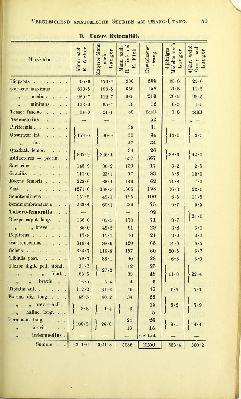 B. Untere Extremität. O <ü a P cS ^ <-fl Ü O 2 ^ <V P .a o r2 i- Muskeln % ^ ^ ® 'S ÖD c3 ^ O G -H 1 « bD ^ ^ G tiD B P > bo a c3 fl a 2 'S cS -3 .S ® . Esc B cä S w C bo h-? eä fl ^ c3 & ® O t« 4 ^ ^ ;c« — M •^O Iliopsoas 405-6 176-4 336 205 23-8 22-0 Gutaeus maximus . . . 813-5 188-5 655 168 51-8 11-5 „ medius , . . 229-7 1 112-7 265 210 20-2 22-5 „ minimus . . . 123-0 65-4 78 12 6-5 1-5 Tensor fasciae .... 94-9 21-1 89 fehlt 1-8 fehlt Aseensorins .... — __ — 52 — • Piriformis 1 1 33 31 1 ] Obturator int l 158-0 i 80-9 58 34 } 13-0 [ 9-5 „ ext 1 I 47 34 1 ) Quadrat, femor. . . . 1 832-9 1 246-4 34 26 |38-6 1 42-0 Adductores + pectin. 657 367 Sartorius 145-9 36-2 130 17 6-2 2-5 Gracilis 111-0 23-1 77 83 3-6 12-0 Kectus femoris .... 222-6 63-4 146 62 11-8 7-0 Vasti 1271-0 388-5 1306 198 76-3 22-0 Semitendineus .... 151-5 49-1 125 100 8-5 11-5 Semimembranaceus . . 233-4 60-1 229 75 9-7 9-5 Tubero-femoralis . . — — — 92 — |21-0 Biceps caput long. . . 168-0 65-5 178 71 8-7 „ „ breve . . , 85-0 49-5 91 29 3-8 3-0 Popliteus 17-3 11-1 10 21 2-2 2-7 Gastroncemius .... 340-4 88-0 120 65 14-8 8-5 Soleus 334-7 116-8 157 60 20-5 6-7 Tibialis post 78-7 33-1 40 - 28 6-3 3-0 Flexor digit. ped. tibial. 31-7 1 27-2 12 25 1 1 » ,, » fibul. . 83-5 33 48 [ 11-8 U2-4 „ „ brevis . . 16-5 5-4 4 6 1 1 Tibialis ant 112-2 44-6 49 47 9-2 7-1 Extens. dig. long. . . . 68-5 40-2 34 29 ] ] „ „ brev. + hall. . 1 15 \ 8-2 } 7-9 „ halluc. long. . . 1 3-8 f 4-4 1 ^ 5 1 1 Peronaeus long. . . . 1 1 24 26 1 1 }108-3 } 26-6 } } 4-4 ., brevis . . . f 16 15 / „ Intermedins . — — rechts 4 — — Summe . . ' 6241-6 1 2024-8 5036 2250 1 365-4 260-2