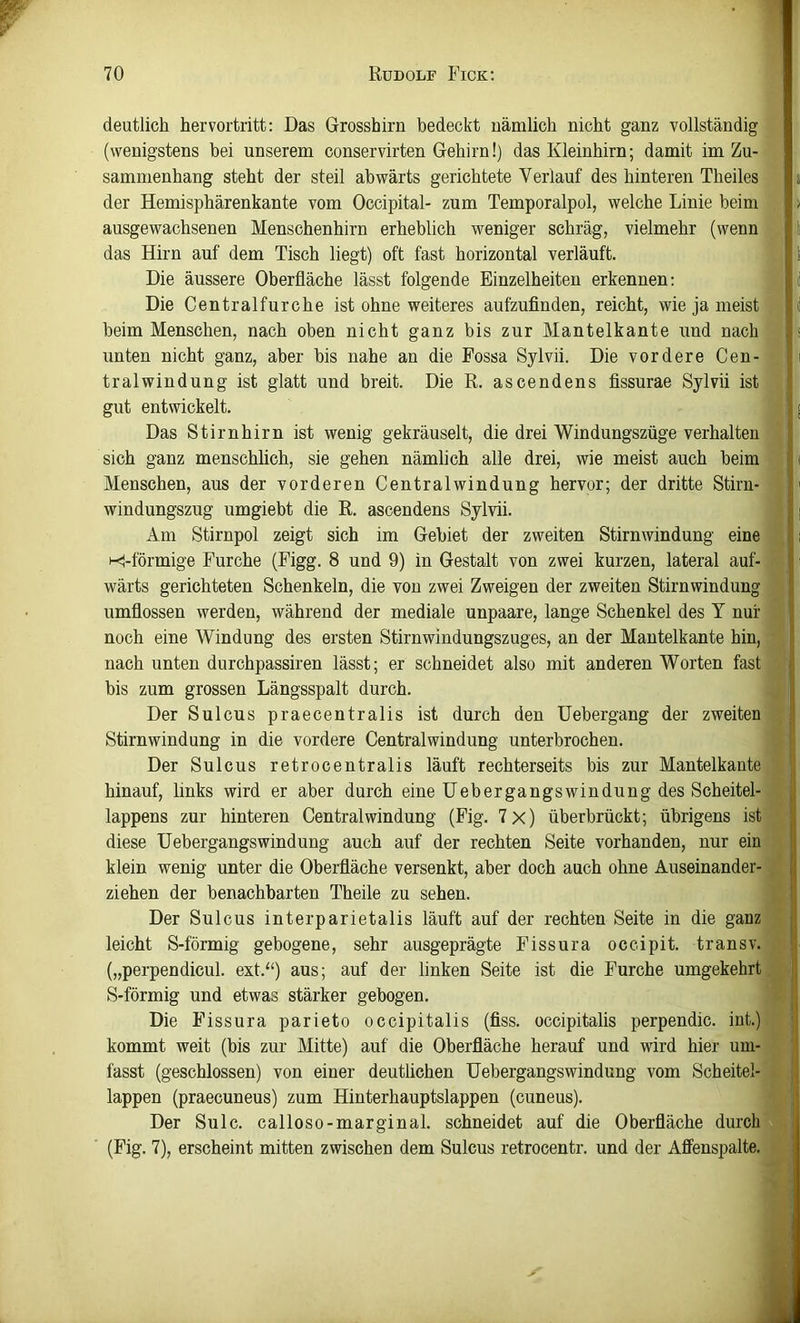 deutlich her vortritt: Das Grosshirn bedeckt nämlich nicht ganz vollständig (wenigstens bei unserem conservirten Gehirn!) das Kleinhirn; damit im Zu- sammenhang steht der steil abwärts gerichtete Verlauf des hinteren Theiles der Hemisphärenkante vom Occipital- zum Temporalpol, welche Linie beim ausgewachsenen Menschenhirn erheblich weniger schräg, vielmehr (wenn das Hirn auf dem Tisch liegt) oft fast horizontal verläuft. Die äussere Oberfläche lässt folgende Einzelheiten erkennen: Die Centralfurche ist ohne weiteres aufzuflnden, reicht, wie ja meist beim Menschen, nach oben nicht ganz bis zur Mantelkante und nach unten nicht ganz, aber bis nahe an die Fossa Sylvii. Die vordere Cen- tralwindung ist glatt und breit. Die R. ascendens flssurae Sylvii ist gut entwickelt. Das Stirnhirn ist wenig gekräuselt, die drei Windungszüge verhalten sich ganz menschlich, sie gehen nämlich alle drei, wie meist auch beim Menschen, aus der vorderen Centralwindung hervor; der dritte Stirn- windungszug umgiebt die R. ascendens Sylvii. Am Stirnpol zeigt sich im Gebiet der zweiten Stirnwindung eine i-<l-förmige Furche (Figg. 8 und 9) in Gestalt von zwei kurzen, lateral auf- wärts gerichteten Schenkeln, die von zwei Zweigen der zweiten Stirnwindung umflossen werden, während der mediale unpaare, lange Schenkel des Y nur noch eine Windung des ersten Stirnwindungszuges, an der Mantelkante hin, nach unten durchpassiren lässt; er schneidet also mit anderen Worten fast bis zum grossen Längsspalt durch. Der Sulcus praecentralis ist durch den üebergang der zweiten Stirnwindung in die vordere Centralwindung unterbrochen. Der Sulcus retrocentralis läuft rechterseits bis zur Mantelkante hinauf, links wird er aber durch eine üebergangswindung des Scheitel- lappens zur hinteren Centralwindung (Fig. 7x) überbrückt; übrigens ist diese üebergangswindung auch auf der rechten Seite vorhanden, nur ein klein wenig unter die Oberfläche versenkt, aber doch auch ohne Auseinander- ziehen der benachbarten Theile zu sehen. Der Sulcus interparietalis läuft auf der rechten Seite in die ganz leicht S-förmig gebogene, sehr ausgeprägte Fissura occipit. transv. („perpendicul. est.^‘) aus; auf der linken Seite ist die Furche umgekehrt S-förmig und etwas stärker gebogen. Die Fissura parieto occipitalis (fiss. occipitalis perpendic. int.) kommt weit (bis zur Mitte) auf die Oberfläche herauf und wird hier um- fasst (geschlossen) von einer deutlichen üebergangswindung vom Scheitel- lappen (praecuneus) zum Hinterhauptslappen (cuneus). Der Sulc. calloso-marginal, schneidet auf die Oberfläche durch (Fig. 7), erscheint mitten zwischen dem Sulcus retroceutr. und der Afienspalte.