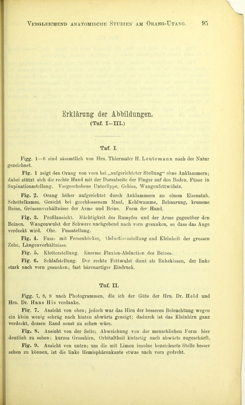 Erklärung der Abbildungen. (Taf. I-III.) Taf. I. Figg. 1—6 sind sämmtlich von Hrn. Thiermaler H. Leuteraann nach der Natur gezeichnet. Fig. 1 zeigt den Orang von vorn bei „aufgerichteter Stellung“ ohne Anklammern; dahei stützt sich die rechte Hand mit der Dorsalseite der Finger auf den Boden, Füsse in Supinationsstellung. Vorgeschobene Unterlippe, Gebiss, Wangenfettwülste. Fig. 2. Orang höher aufgerichtet durch Anklammern an einem Eisenstab. Scheitelkamm, Gesicht bei geschlossenem Maul, Kehlwamme, Behaarung, krumme Beine, Grössenverhältnisse der Arme und Beine. Form dev Hand. Fig. 3. Profilansicht. Mächtigkeit des Rumpfes und der Arme gegenüber den Beinen. Wangenwulst der Schwere nachgebend nach vorn gesunken, so dass das Auge verdeckt wird. Ohr. Fussstellung. Fig. 4. Fuss: mit Fersenhöcker, Vbductior.sstelluug und Kleinheit der grossen Zehe, Längenverhältnisse. Fig. 5. Kletterstellung. Enorme Flexion-Abduction des Beines. Fig. 6. Schlafstellung. Der rechte Fettwulst dient als Ruhekissen, der linke stark nach vorn gesunken; fast bärenartiger Eindruck. Taf. II. Figg. 7, 8, 9 nach Photogrammen, die ich der Güte der Hrn. Dr. Held und Hrn. Dr. Hans His verdanke. Fig. 7. Ansicht von oben; jedoch war das Hirn der besseren Beleuchtung wegen ein klein wenig schräg nach hinten abwärts geneigt; dadurch ist das Kleinhirn ganz verdeckt, dessen Rand sonst zu sehen wäre. Fig. 8. Ansicht von der Seite; Abweichung von der menschlichen Form hier deutlich zu sehen: kurzes Grosshirn, Orbitaltheil kielartig nach abwärts zugeschärft. Fig. 9. Ansicht von unten; um die mit Limen insulae bezeichnete Stelle besser sehen zu können, ist die linke Hemisphärenkante etwas nach vorn gedreht.