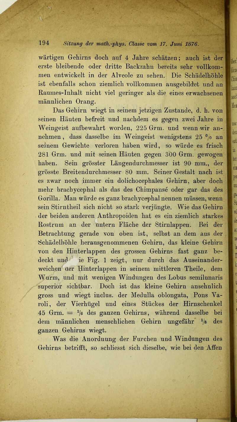 wärtigen Gehirns doch auf 4 Jahre schätzen; auch ist der erste bleibende oder dritte Backzahn bereits sehr vollkom- men entwickelt in der Alveole zu sehen. Die Schädelhöhle ist ebenfalls schon ziemlich vollkommen ausgebildet und an Raumes-Inhalt nicht viel geringer als die eines erwachsenen männlichen Drang. Das Gehirn -wiegt in seinem jetzigen Zustande, d. h. von seinen Häuten befreit und nachdem es gegen zwei Jahre in Weingeist aufbewahrt worden, 225 Grm. und wenn wir an- nehmen, dass dasselbe im W’^eingeist wenigstens 25 °/o an seinem Gewichte verloren haben wird, so würde es frisch 281 Grm. und mit seinen Häuten gegen 300 Grm. gewogen haben. Sein grösster Längendurchmesser ist 90 mm., der grösste Breitendurchmesser 80 mm. Seiner Gestalt nach ist es zwar noch immer ein dolichocephales Gehirn, aber doch mehr brachycephal als das des Chimpanse oder gar das des Gorilla. Mau würde es ganz brachycephal nennen müssen, wenn sein Stirntheil sich nicht so stark verjüngte. Wie das Gehirn der beiden anderen Anthropoiden hat es ein ziemlich starkes Rostrum an der untern Fläche der Stirnlappen. Bei der Betrachtung gerade von oben ist, selbst an dem aus der Schädelhöhle herausgenommenen Gehirn, das kleine Gehirn von den Hinter lappen des gro.ssen Gehirns fast ganz be- deckt und ie Fig. 1 zeigt, nur durch das Auseinander- weichen aer Hinterlappen in seinem mittleren Theile, dem Wurm, und mit wenigen Windungen des Lobus semilunaris Superior sichtbar. Doch ist das kleine Gehirn ansehnlich gross und wiegt inclus. der Medulla oblongata, Pons Va- roli, der Vierhügel und eines Stückes der Hirnschenkel 45 Grm. = des ganzen Gehirns, während dasselbe bei dem männlichen menschlichen Gehirn ungefähr des ganzen Gehirns wiegt. Was die Anordnung der Furchen und Windungen des Gehirns betrifft, so schliesst sich dieselbe, wie bei den Affen