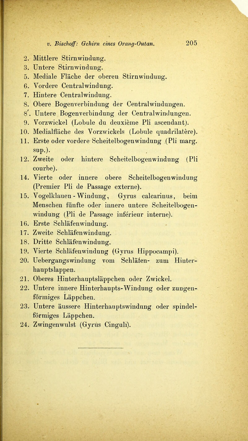 2. Mittlere Stirnwiudung. 3. Untere Stirnwindung. 5. Mediale Fläche der oberen Stirnwinduug. 6. Vordere Central wind ung. 7. Hintere Centralwindung. 8. Obere Bogenverbindung der Centralwiudungen. 8. Untere Bogenverbindung der Centralwindungen. 9. Vorzwickel (Lobule du deuxieine Pli ascendantj. 10. Medialfläcbe des Vorzwickels (Lobule quadrilatere). 11. Erste oder vordere Scbeitelbogenwiudung .(Pli marg. sup.). 12. Zweite oder hintere Scbeitelbogenwiudung (Pli courbe). 14. Vierte oder innere obere Scbeitelbogenwiudung (Premier Pli de Passage externe). 15. Vogelklauen - Windung, Gyrus calcarinus, beim Menschen fünfte oder innere untere Scheitelbogen- windung (Pli de Passage inferieur interne). 16. Erste Scbläfenwindung. 17. Zweite Scbläfenwindung. 18. Dritte Scbläfenwindung. 19. Vierte Scbläfenwindung (Gyrus Hippocampi). 20. Uebergangswindung vom Schläfen- zum Hinter- bauptslappen. 21. Oberes Hinterhauptsläppcben oder Zwickel. 22. Untere innere Hinterhaupts-Windung oder zuugen- förmiges Läppchen. 23. Untere äussere Hinterbauptswindung oder spindel- förmiges Läppchen. 24. Zwingenwulst (Gyrus Cinguli).