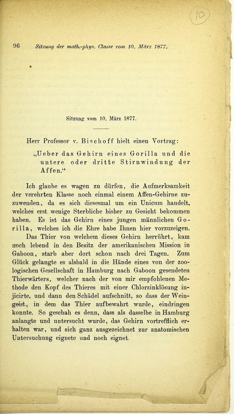 . / 96 Sitzung der math.-phys. Clause vom 10. März 1877. Sitzung1 vom 10. März 1877. Herr Professor v. Bisclioff hielt einen Vortrag: „Ueber das Gehirn eines Gorilla und die untere oder dritte Stirnwindung der Affen.“ Ich glaube es wagen zu dürfen, die Aufmerksamkeit der verehrten Klasse noch einmal einem Affen-Gehirne zu- zuwenden, da es sich diesesmal um ein Unicum handelt, welches erst wenige Sterbliche bisher zu Gesicht bekommen haben. Es ist das Gehirn eines jungen männlichen Go- rilla, welches ich die Ehre habe Ihnen hier vorzuzeigen. Das Thier von welchem dieses Gehirn herrührt, kam noch lebend in den Besitz der amerikanischen Mission in Gaboon, starb aber dort schon nach drei Tagen. Zum Glück gelangte es alsbald in die Hände eines von der zoo- logischen Gesellschaft in Hamburg nach Gaboon gesendeten Thierwärters, welcher nach der von mir empfohlenen Me- thode den Kopf des Thieres mit einer Chlorzinklösung in- jicirte, und dann den Schädel aufschnitt, so dass der Wein- geist , in dem das Thier aufbewahrt wurde, eindringen konnte. So geschah es denn, dass als dasselbe in Hamburg anlangte und untersucht wurde, das Gehirn vortrefflich er- halten war, und sich ganz ausgezeichnet zur anatomischen Untersuchung eignete und noch eignet.