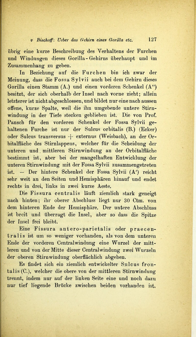 übrig eine kurze Beschreibung des Verhaltens der Furchen und Windungen dieses Gorilla - Gehirns überhaupt und im Zusammenhang zu geben. In Beziehung auf die Furchen bin ich zwar der Meinung, dass die Fossa Sylvii auch bei dem Gehirn dieses Gorilla einen Stamm (A.) und einen vorderen Schenkel (A) besitzt, der sich oberhalb der Insel nach vorne zieht; allein letzterer ist nicht abgeschlossen, und bildet nur eine nach aussen offene, kurze Spalte, weil die ihn umgebende untere Stirn- windung in der Tiefe stecken geblieben ist. Die von Prof. Pansch für den vorderen Schenkel der Fossa Sylvii ge- haltenen Furche ist nur der Sulcus orbitalis (B.) (Ecker) oder Sulcus transversus -|“ externus (Weisbach), an der Or- bitalfläche des Stirnlappens, welcher für die Scheidung der unteren und, mittleren Stirnwindung an der Orbitalfläche bestimmt ist, aber bei der mangelhaften Entwicklung der unteren Stirnwindung mit der Fossa Sylvii zusammengetreten ist. — Der hintere Schenkel der Fossa Sylvii (A') reicht sehr weit an den Seiten und Hemisphären hinauf und endet rechts in drei, links in zwei kurze Aeste. Die Fissura centralis läuft ziemlich stark geneigt nach hinten; ihr oberer Abschluss liegt nur 30 Ctm, von dem hinteren Ende der Hemisphäre. Der untere Abschluss ist breit und überragt die Insel, aber so dass die Spitze der Insel frei bleibt. Eine Fissura antero-parietalis oder praecen- t r a 1 i s ist um so weniger vorhanden, als von dem unteren Ende der vorderen Central windung eine Wurzel der mitt- leren und von der Mitte dieser Central windung zwei Wurzeln der oberen Stirnwindung oberflächlich abgehen. Es findet sich ein ziemlich entwickelter Sulcus fron- tal is (C.), welcher die obere von der mittleren Stirn windung trennt, indem nur auf der linken Seite eine und noch dazu nur tief liegende Brücke zwischen beiden vorhanden ist.