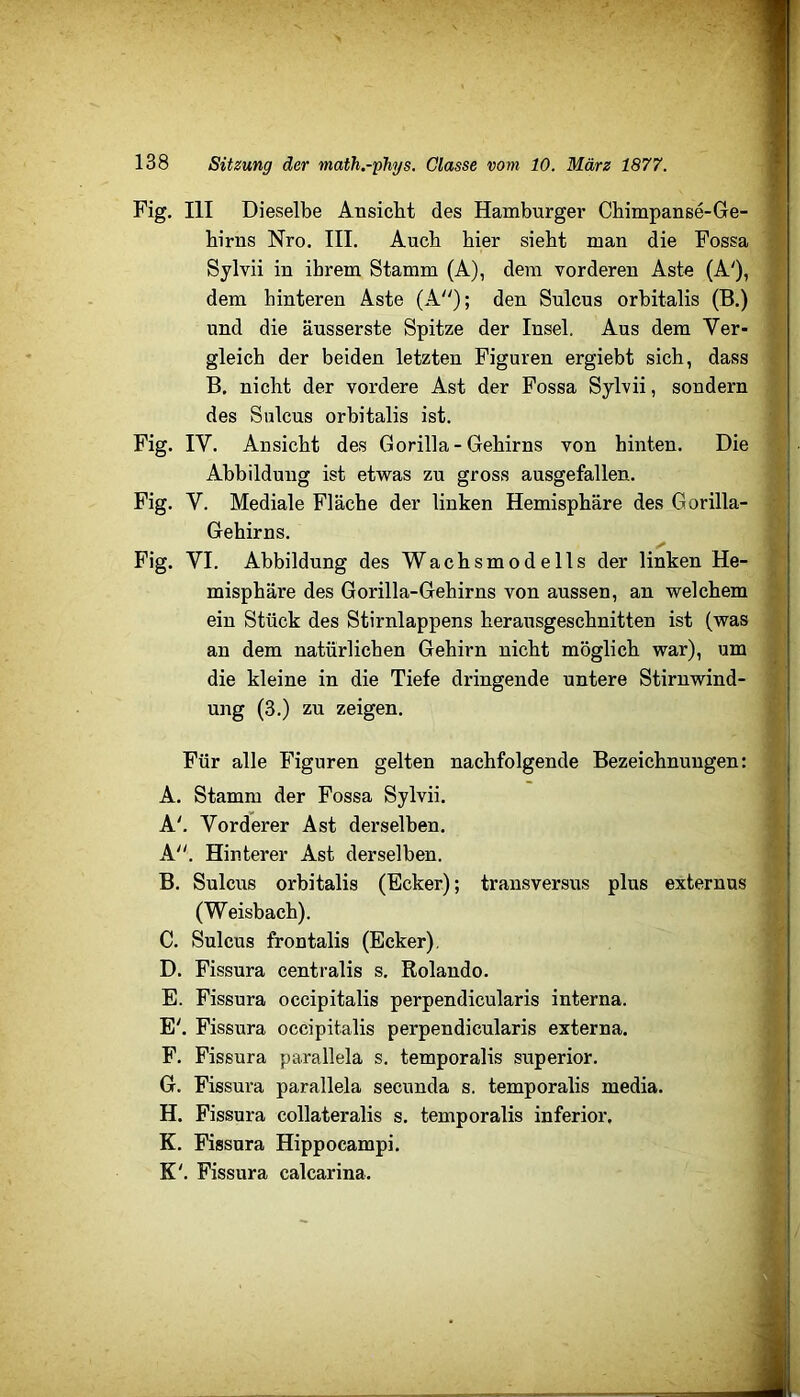 Fig. III Dieselbe Ansicht des Hamburger Chimpanse-Ge- birns Nro. III. Auch hier siebt man die Fossa Sylvii in ihrem Stamm (A), dem vorderen Aste (A'), dem hinteren Aste (A''); den Sulcus orbitalis (B.) und die äusserste Spitze der Insel. Aus dem Ver- gleich der beiden letzten Figuren ergiebt sich, dass B, nicht der vordere Ast der Fossa Sylvii, sondern des Sulcus orbitalis ist. Fig. IV. Ansicht des Gorilla-Gehirns von hinten. Die Abbildung ist etwas zu gross ausgefallen. Fig. V. Mediale Fläche der linken Hemisphäre des Gorilla- Gehirns. Fig. VI. Abbildung des Wachsmodells der linken He- misphäre des Gorilla-Gehirns von aussen, an welchem ein Stück des Stirnlappens herausgeschnitten ist (was an dem natürlichen Gehirn nicht möglich war), um die kleine in die Tiefe dringende untere Stirnwind- ung (3.) zu zeigen. Für alle Figuren gelten nachfolgende Bezeichnungen: A. Stamm der Fossa Sylvii. A'. Vorderer Ast derselben. K“. Hinterer Ast derselben. B. Sulcus orbitalis (Ecker); transversus plus externus (Weisbach). C. Sulcus frontalis (Ecker), D. Fissura centralis s. Rolando. E. Fissura occipitalis perpendicularis interna. E'. Fissura occipitalis perpendicularis externa. F. Fissura parallela s. temporalis superior. G. Fissura parallela secunda s. temporalis media. H. Fissura collateralis s. temporalis inferior, K. Fissura Hippocampi. K'. Fissura calcarina.