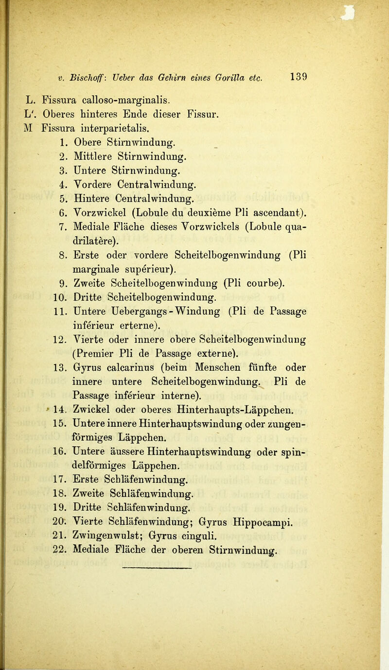 L. Fissura calloso-marginalis. L'. Oberes hinteres Ende dieser Fissui’. M Fissura interparietalis. 1. Obere Stirnwindung. 2. Mittlere Stirnwindung. 3. Untere Stirnwindung. 4. Vordere Centralwindung. 5. Hintere Centralwindung. 6. Vorzwickel (Lobule du deuxieme Pli ascendant). 7. Mediale Fläche dieses Vorzwickels (Lobule qua- drilatere). 8. Erste oder vordere Scheitelbogenwindung (Pli marginale superieur). 9. Zweite Scheitelbogenwindung (Pli courbe). 10. Dritte Scheitelbogenwindung. 11. Untere Uebergangs-Windung (Pli de Passage inferieur erterne). 12. Vierte oder innere obere Seheitelbogenwindung (Premier Pli de Passage externe). 13. Gyrus calcarinus (beim Menschen fünfte oder innere untere Scheitelbogenwindung. Pli de Passage inferieur interne). ^14. Zwickel oder oberes Hinterhaupts-Läppchen. 15. Untere innere Hinterhauptswindung oder zungen- förmiges Läppchen. 16. Untere äussere Hinterhauptswindung oder spin- delföi'miges Läppchen. 17. Erste Schläfenwindung. 18. Zweite Schläfenwindung. 19. Dritte Schläfenwindung. 20. Vierte Schläfenwindung; Gyrus Hippocampi. 21. Zwingenwulst; Gyrus cinguli. 22. Mediale Fläche der oberen Stirnwindung.