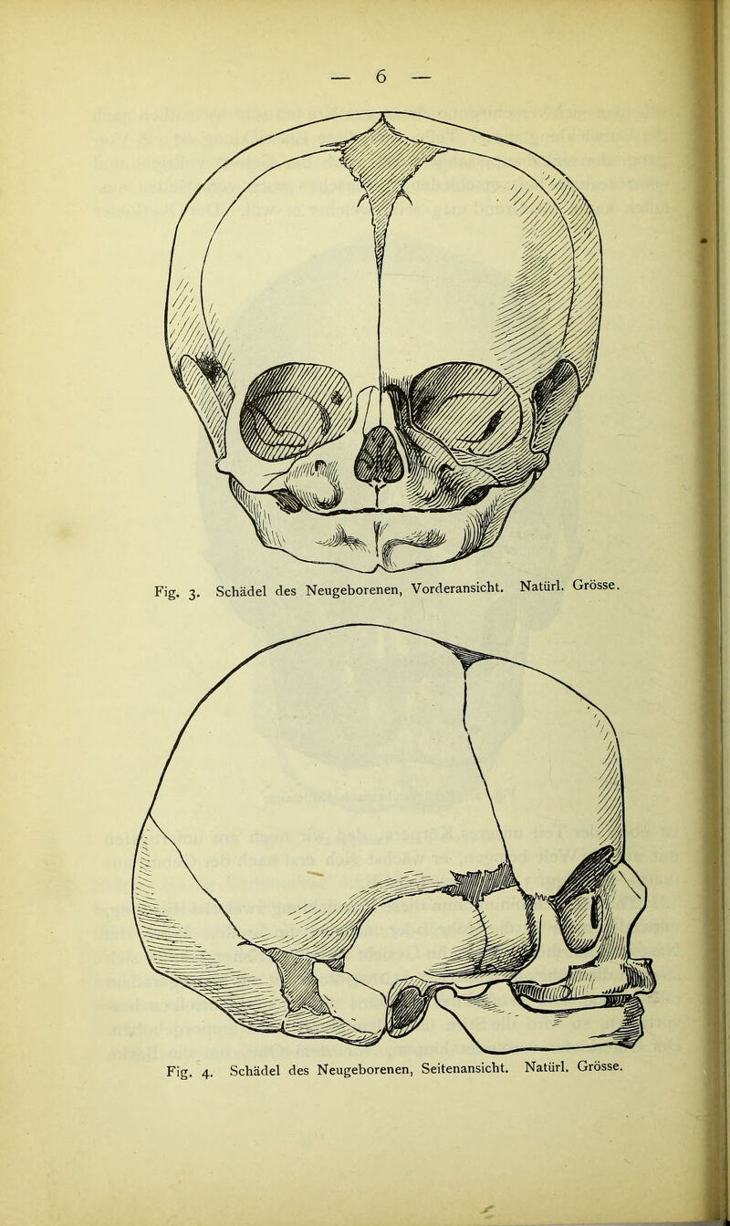 Fig. 3. Schädel des Neugeborenen, Vorderansicht. Natürl. Grösse. Fig. 4. Schädel des Neugeborenen, Seitenansicht. Natürl. Grösse.