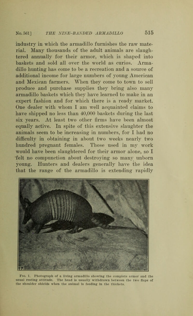 industry in which the armadillo furnishes the raw mate- rial. Many thousands of the adult animals are slaugh- tered annually for their armor, which is shaped into baskets and sold all over the world as curios. Arma- dillo hunting has come to be a recreation and a source of additional income for large numbers of young American and Mexican farmers. When they come to town to sell produce and purchase supplies they bring also many armadillo baskets which they have learned to make in an expert fashion and for which there is a ready market. One dealer with whom I am well acquainted claims to have shipped no less than 40,000 baskets during the last six years. At least two other firms have been almost equally active. In spite of this extensive slaughter the animals seem to be increasing in numbers, for I had no difficulty in obtaining in about two weeks nearly two hundred pregnant females. Those used in my work would have been slaughtered for their armor alone, so I 'felt no compunction about destroying so many unborn young. Hunters and dealers generally have the idea that the range of the armadillo is extending rapidly Fig. 1. Photograph of a living armadillo showing the complete armor and the usual resting attitude. The head is usually withdrawn between the two flaps of the shoulder shields when the animal is feeding in the thickets.