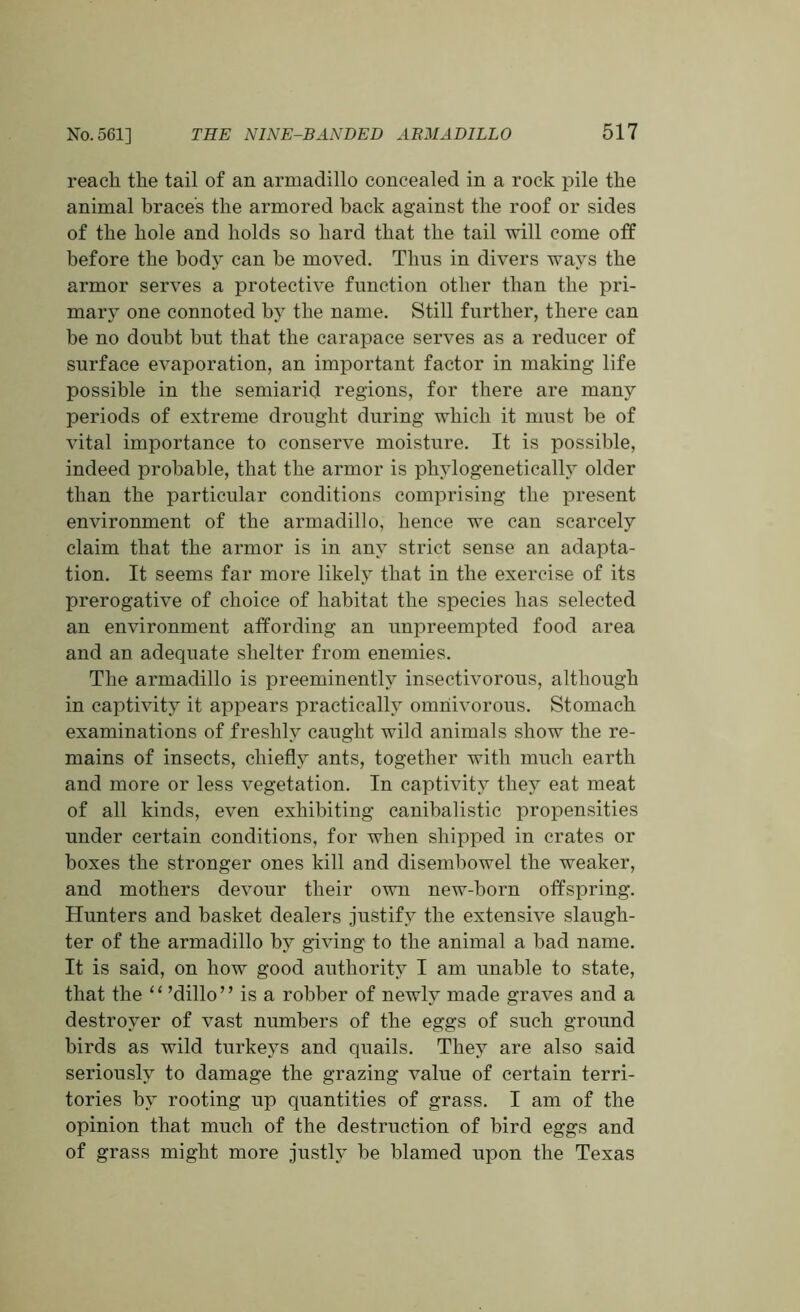 reacli the tail of an armadillo concealed in a rock pile the animal brace's the armored back against the roof or sides of the hole and holds so hard that the tail will come off before the body can he moved. Thus in divers ways the armor serves a protective function other than the pri- mary one connoted by the name. Still further, there can be no doubt but that the carapace serves as a reducer of surface evaporation, an important factor in making- life possible in the semiarid regions, for there are many periods of extreme drought during which it must he of vital importance to conserve moisture. It is possible, indeed probable, that the armor is phylogenetically older than the particular conditions comprising the present environment of the armadillo, hence we can scarcely claim that the armor is in any strict sense an adapta- tion. It seems far more likely that in the exercise of its prerogative of choice of habitat the species has selected an environment affording an unpreempted food area and an adequate shelter from enemies. The armadillo is preeminently insectivorous, although in captivity it appears practically omnivorous. Stomach examinations of freshly caught wild animals show the re- mains of insects, chiefly ants, together with much earth and more or less vegetation. In captivity they eat meat of all kinds, even exhibiting canibalistic propensities under certain conditions, for when shipped in crates or boxes the stronger ones kill and disembowel the weaker, and mothers devour their own new-born offspring. Hunters and basket dealers justify the extensive slaugh- ter of the armadillo by giving to the animal a bad name. It is said, on how good authority I am unable to state, that the “ ’dillo” is a robber of newly made graves and a destroyer of vast numbers of the eggs of such ground birds as wild turkeys and quails. They are also said seriously to damage the grazing value of certain terri- tories by rooting up quantities of grass. I am of the opinion that much of the destruction of bird eggs and of grass might more justly be blamed upon the Texas