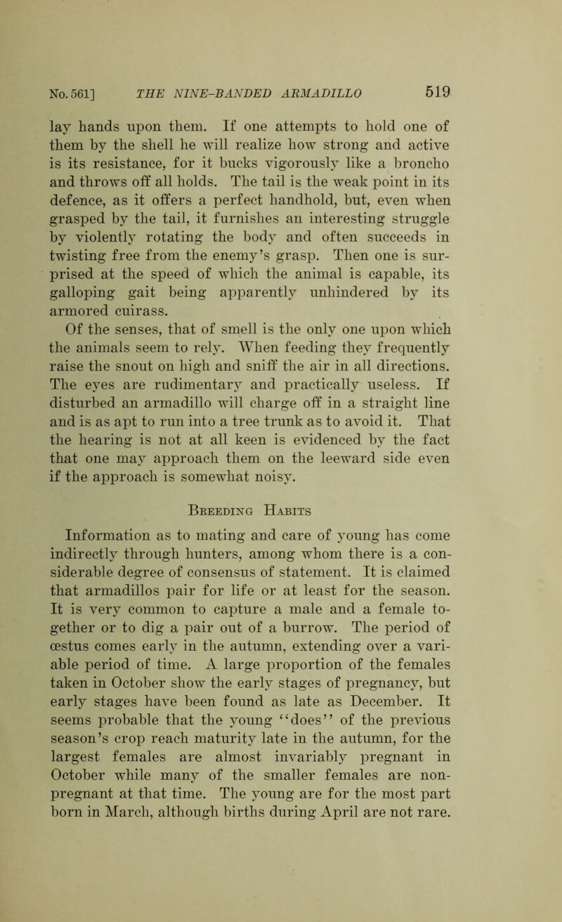 lay hands upon them. If one attempts to hold one of them by the shell he will realize how strong and active is its resistance, for it bucks vigorously like a broncho and throws off all holds. The tail is the weak point in its defence, as it offers a perfect handhold, but, even when grasped by the tail, it furnishes an interesting struggle by violently rotating the body and often succeeds in twisting free from the enemy’s grasp. Then one is sur- prised at the speed of which the animal is capable, its galloping gait being apparently unhindered by its armored cuirass. Of the senses, that of smell is the only one upon which the animals seem to rely. When feeding they frequently raise the snout on high and sniff the air in all directions. The eyes are rudimentary and practically useless. If disturbed an armadillo will charge off in a straight line and is as apt to run into a tree trunk as to avoid it. That the hearing is not at all keen is evidenced by the fact that one may approach them on the leeward side even if the approach is somewhat noisy. Bkeeding Habits Information as to mating and care of young has come indirectly through hunters, among whom there is a con- siderable degree of consensus of statement. It is claimed that armadillos pair for life or at least for the season. It is very common to capture a male and a female to- gether or to dig a pair out of a burrow. The period of cestus comes early in the autumn, extending over a vari- able period of time. A large proportion of the females taken in October show the early stages of pregnancy, but early stages have been found as late as December. It seems probable that the young “does” of the previous season’s crop reach maturity late in the autumn, for the largest females are almost invariably pregnant in October while many of the smaller females are non- pregnant at that time. The young are for the most part born in March, although births during April are not rare.
