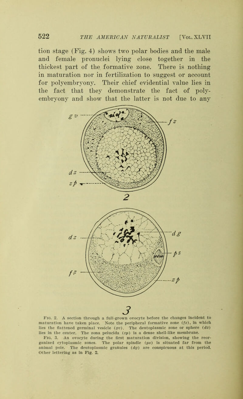 tion stage (Fig. 4) shows two polar bodies and the male and female pronuclei lying close together in the thickest part of the formative zone. There is nothing in maturation nor in fertilization to suggest or account for polvembryony. Their chief evidential value lies in the fact that they demonstrate the fact of poly- embryony and show that the latter is not due to any 2 3 Fig. 2. A section through a full-grown ovocyte before the changes incident to maturation have taken place. Note the peripheral formative zone (fz), in which lies the flattened germinal vesicle (gv). The deutoplasmic zone or sphere (dz) lies in the center. The zona pelucida (zp) is a dense shell-like membrane. Fig. 3. An ovocyte during the first maturation division, showing the reor- ganized cytoplasmic zones. The polar spindle (ps) is situated far from the animal pole. The deutoplasmic granules (dg) are conspicuous at this period. Other lettering as in Fig. 2.