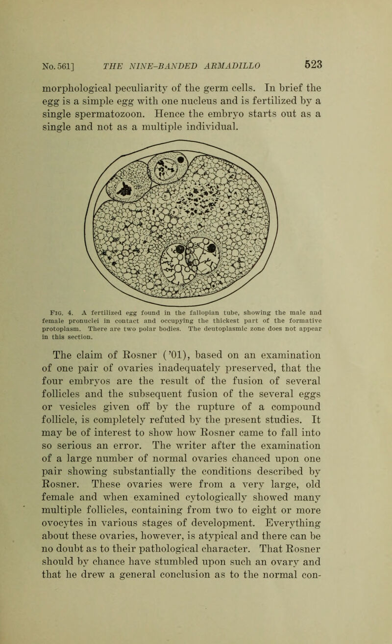 morphological peculiarity of the germ cells. In brief the egg is a simple egg with one nucleus and is fertilized by a single spermatozoon. Hence the embryo starts out as a single and not as a multiple individual. Pig. 4. A fertilized egg found in the fallopian tube, showing the male and female pronuclei in contact and occupying the thickest part of the formative protoplasm. There are two polar bodies. The deutoplasmic zone does not appear in this section. The claim of Eosner (’01), based on an examination of one pair of ovaries inadequately preserved, that the four embryos are the result of the fusion of several follicles and the subsequent fusion of the several eggs or vesicles given off by the rupture of a compound follicle, is completely refuted by the present studies. It may he of interest to show how Eosner came to fall into so serious an error. The writer after the examination of a large number of normal ovaries chanced upon one pair showing substantially the conditions described by Eosner. These ovaries were from a very large, old female and when examined cytologicallv showed many multiple follicles, containing from two to eight or more ovocytes in various stages of development. Everything about these ovaries, however, is atypical and there can be no doubt as to their pathological character. That Eosner should by chance have stumbled upon such an ovary and that he drew a general conclusion as to the normal con-