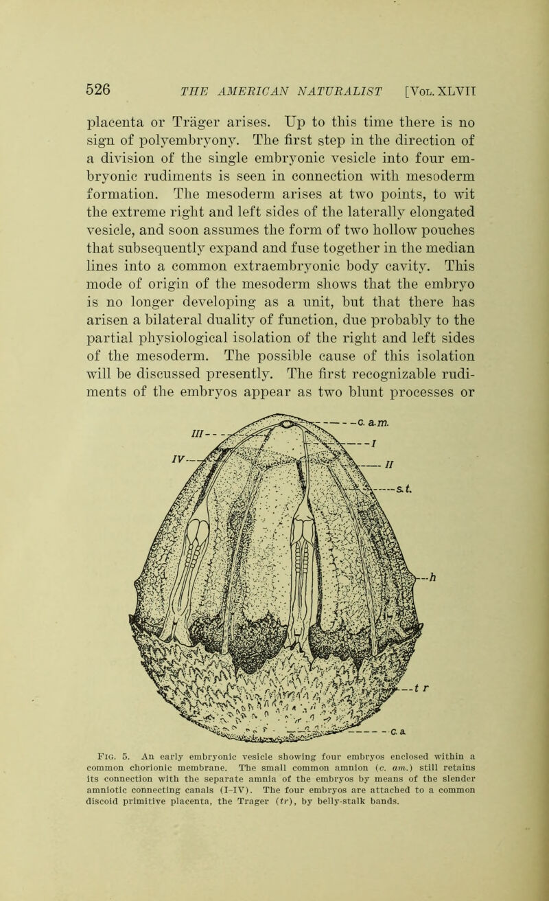 placenta or Trager arises. Up to this time there is no sign of polyembryonv. The first step in the direction of a division of the single embryonic vesicle into four em- bryonic rudiments is seen in connection with mesoderm formation. The mesoderm arises at two points, to wit the extreme right and left sides of the laterally elongated vesicle, and soon assumes the form of two hollow pouches that subsequently expand and fuse together in the median lines into a common extraembryonic body cavity. This mode of origin of the mesoderm shows that the embryo is no longer developing as a unit, but that there has arisen a bilateral duality of function, due probably to the partial physiological isolation of the right and left sides of the mesoderm. The possible cause of this isolation will be discussed presently. The first recognizable rudi- ments of the embryos appear as two blunt processes or Fig. 5. An early embryonic vesicle showing four embryos enclosed within a common chorionic membrane. The small common amnion (c. am.) still retains its connection with the separate amnia of the embryos by means of the slender amniotic connecting canals (I-IV). The four embryos are attached to a common discoid primitive placenta, the Trager (tr), by belly-stalk bands.