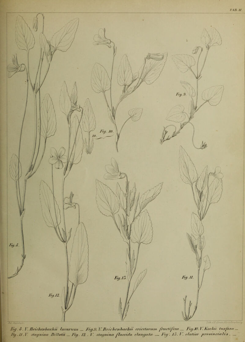 ri/} // Xith > Fôimon fvU *■ Strjtsooure. KH g. S. I. Brichenbach.il Inconnu Fuj.O. I ' Reichenl/ncltn ciicetorum fructifère/ Fitj.JO. I. Foehn furfo.vn _ f'nj. Il.] stotjnûta Fillofn Fit). 12 . F. stat/mna flaccida elongata — Fitj. U. J . clatior jirooinatth s . — I '