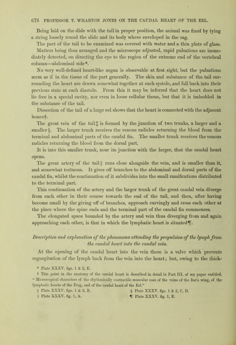 Being laid on the slide with the tail in proper position, the animal was fixed by tying a string loosely round the slide and its body where enveloped in the rag. The part of the tail to be examined was covered with water and a thin plate of glass. Matters being thus arranged and the microscope adjusted, rapid pulsations are imme- diately detected, on directing the eye to the region of the extreme end of the vertebral column—abdominal side *. No very well-defined heart-like organ is observable at first sight, but the pulsations seem as if in the tissue of the part generally. The skin and substance of the tail sur- rounding the heart are drawn somewhat together at each systole, and fall back into their previous state at each diastole. From this it may be inferred that the heart does not lie free in a special cavity, nor even in loose cellular tissue, but that it is imbedded in the substance of the tail. Dissection of the tail of a large eel shows that the heart is connected with the adjacent bonesf. The great vein of the tail J is formed by the junction of two trunks, a larger and a smaller §. The larger trunk receives the venous radicles returning the blood from the terminal and abdominal parts of the caudal fin. The smaller trunk receives the venous radicles returning the blood from the dorsal part. It is into this smaller trunk, near its junction with the larger, that the caudal heart opens. The great artery of the tail || runs close alongside the vein, and is smaller than it, and somewhat tortuous. It gives off branches to the abdominal and dorsal parts of the caudal fin, whilst the continuation of it subdivides into the small ramifications distributed to the terminal part. This continuation of the artery and the larger trunk of the great caudal vein diverge from each other in their course towards the end of the tail, and then, after having become small by the giving off of branches, approach curvingly and cross each other at the place where the spine ends and the terminal part of the caudal fin commences. The elongated space bounded by the artery and vein thus diverging from and again approaching each other, is that in which the lymphatic heart is situated^]. Description and explanation of the phenomena attending the propulsion of the lymph from the caudal heart into the caudal vein. At the opening of the caudal heart into the vein there is a valve which prevents regurgitation of the lymph back from the vein into the heart; but, owing to the thick- * Plate XXXV. figs. 1 & 2, E. t This point in the anatomy of the caudal heart is described in detail in Part III. of my paper entitled, “ Microscopical characters of the rhythmically contractile muscular coat of the veins of the Bat’s wing, of the lymphatic hearts of the Frog, and of the caudal heart of the Eel.” t Plate XXXV. figs. 1 & 2, B. § Plate XXXV. figs. 1 & 2, C, D. || Plate XXXV. fig. 1, A. f Plate XXXV. fig. 1, E.