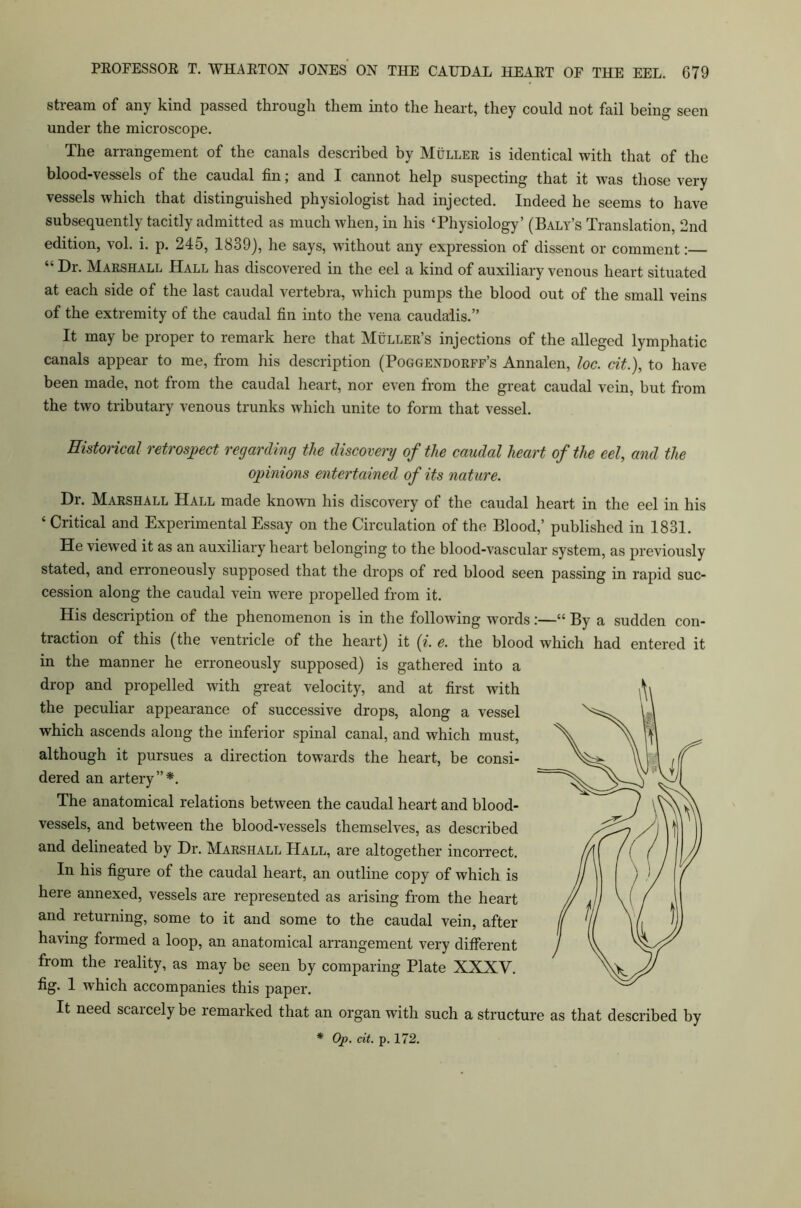 stream of any kind passed through them into the heart, they could not fail being seen under the microscope. The arrangement of the canals described by Muller is identical with that of the blood-vessels of the caudal fin; and I cannot help suspecting that it was those very vessels which that distinguished physiologist had injected. Indeed he seems to have subsequently tacitly admitted as much when, in his ‘Physiology’ (Baly’s Translation, 2nd edition, vol. i. p. 245, 1839), he says, without any expression of dissent or comment:— “ Dr. Marshall Hall has discovered in the eel a kind of auxiliary venous heart situated at each side of the last caudal vertebra, which pumps the blood out of the small veins of the extremity of the caudal fin into the vena caudalis.” It may be proper to remark here that Muller’s injections of the alleged lymphatic canals appear to me, from his description (Poggendorff’s Annalen, loc. cit.), to have been made, not from the caudal heart, nor even from the great caudal vein, but from the two tributary venous trunks which unite to form that vessel. Historical retrospect regarding the discovery of the caudal heart of the eel, and the opinions entertained of its nature. Dr. Marshall Hall made known his discovery of the caudal heart in the eel in his ‘ Critical and Experimental Essay on the Circulation of the Blood,’ published in 1831. He viewed it as an auxiliary heart belonging to the blood-vascular system, as previously stated, and erroneously supposed that the drops of red blood seen passing in rapid suc- cession along the caudal vein were propelled from it. His description of the phenomenon is in the following words:—“ By a sudden con- traction of this (the ventricle of the heart) it (i. e. the blood which had entered it in the manner he erroneously supposed) is gathered into a drop and propelled w'ith great velocity, and at first with the peculiar appearance of successive drops, along a vessel which ascends along the inferior spinal canal, and which must, although it pursues a direction towards the heart, be consi- dered an artery”*. The anatomical relations between the caudal heart and blood- vessels, and between the blood-vessels themselves, as described and delineated by Dr. Marshall Hall, are altogether incorrect. In his figure of the caudal heart, an outline copy of which is here annexed, vessels are represented as arising from the heart and returning, some to it and some to the caudal vein, after having formed a loop, an anatomical arrangement very different from the reality, as may be seen by comparing Plate XXXV. fig. 1 which accompanies this paper. It need scaicely be remarked that an organ with such a structure as that described by * Op. dt. p. 172.