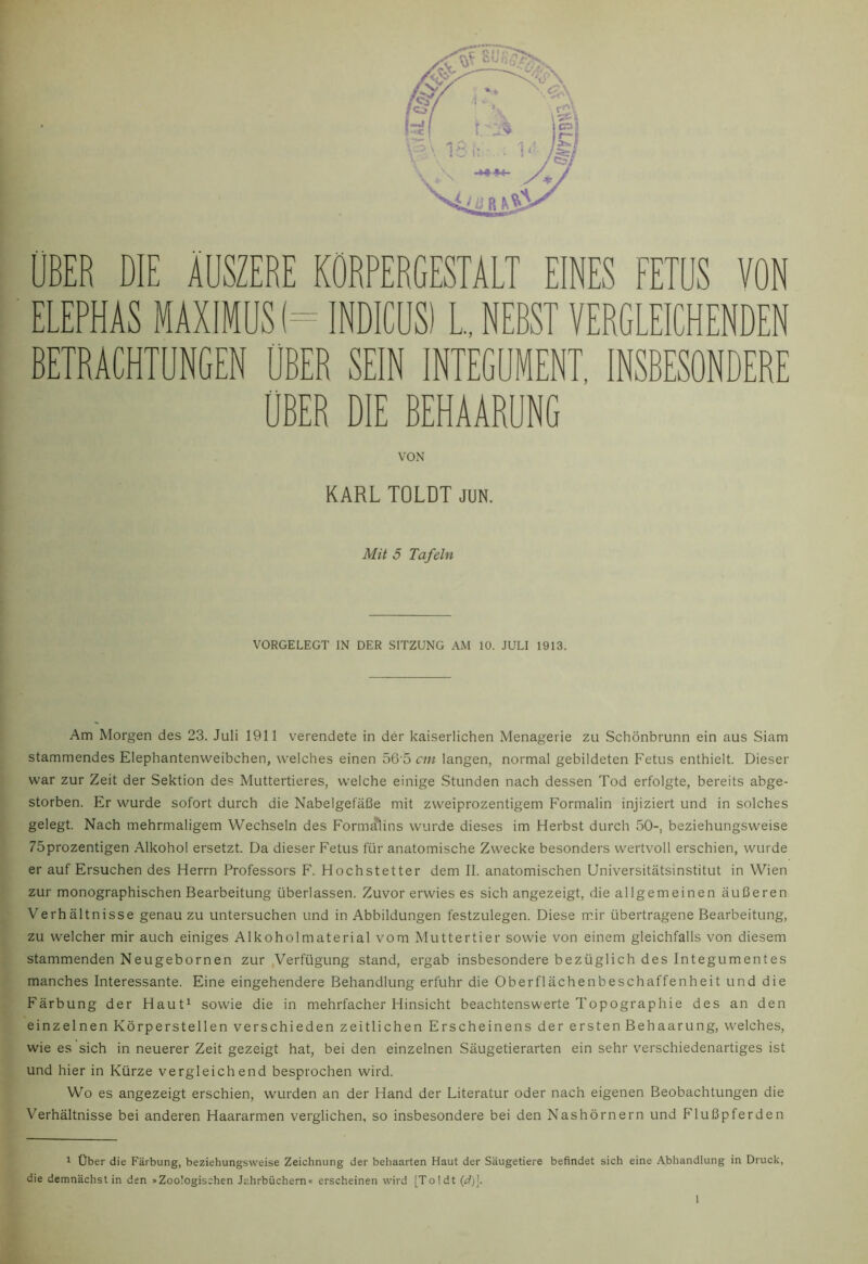 r OBER DIE ÄUSZERE KÖRPERGESTALT EINES FETÜS VON ELEPHAS MAXIMOSI- INDICÜSI L. NERST VERGLEICHENDEN BETRACHTÜNGEN ÜBER SEIN INTEGÜMENT, INSBESONDERE UBER DIE BEHAARUNG VON KARL TOLDT JUN. Mit 5 Tafeln VORGELEGT IN DER SITZUNG AM 10. JULI 1913. Am Morgen des 23. Juli 1911 verendete in der kaiserlichen Menagerie zu Schönbrunn ein aus Siam stammendes Elephantenweibchen, welches einen 56’5 cm langen, normal gebildeten Fetus enthielt. Dieser war zur Zeit der Sektion des Muttertieres, welche einige Stunden nach dessen Tod erfolgte, bereits abge- storben. Er wurde sofort durch die Nabelgefäße mit zweiprozentigem Formalin injiziert und in solches gelegt. Nach mehrmaligem Wechseln des Formalins wurde dieses im Herbst durch 50-, beziehungsweise 75prozentigen Alkohol ersetzt. Da dieser Fetus für anatomische Zwecke besonders wertvoll erschien, wurde er auf Ersuchen des Herrn Professors F. Hochstetter dem II. anatomischen Universitätsinstitut in Wien zur monographischen Bearbeitung überlassen. Zuvor erwies es sich angezeigt, die allgemeinen äußeren Verhältnisse genau zu untersuchen und in Abbildungen festzulegen. Diese mir übertragene Bearbeitung, zu welcher mir auch einiges Alkoholmaterial vom Muttertier sowie von einem gleichfalls von diesem stammenden Neugebornen zur Verfügung stand, ergab insbesondere bezüglich des Integumentes manches Interessante. Eine eingehendere Behandlung erfuhr die Oberflächenbeschaffenheit und die Färbung der Haut^ sowie die in mehrfacher Hinsicht beachtenswerte Topographie des an den einzelnen Körperstellen verschieden zeitlichen Erscheinens der ersten Behaarung, welches, wie es sich in neuerer Zeit gezeigt hat, bei den einzelnen Säugetierarten ein sehr verschiedenartiges ist und hier in Kürze vergleichend besprochen wird. Wo es angezeigt erschien, wurden an der Hand der Literatur oder nach eigenen Beobachtungen die Verhältnisse bei anderen Haararmen verglichen, so insbesondere bei den Nashörnern und F'lußpferden 1 Über die Färbung, beziehungsweise Zeichnung der behaarten Haut der Säugetiere befindet sich eine Abhandlung in Druck, die demnächst in den »Zoologischen Jahrbüchern« erscheinen wird [To!dt {d)\.