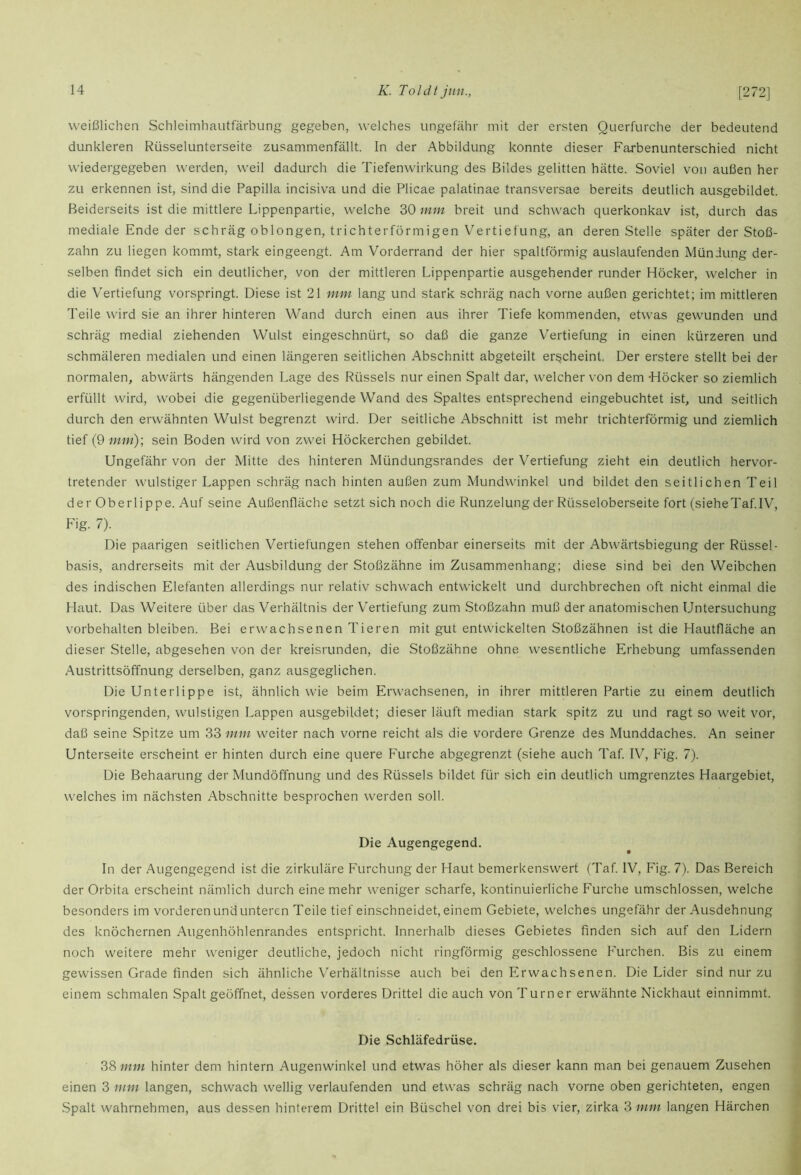 % Jt weißlichen Schleimhautfärbung gegeben, welches ungefähr mit der ersten Querfurche der bedeutend dunkleren Rüsselunterseite zusammenfällt. In der Abbildung konnte dieser Farbenunterschied nicht wiedergegeben werden, weil dadurch die Tiefenwirkung des Bildes gelitten hätte. Soviel von außen her zu erkennen ist, sind die Papilla incisiva und die Plicae palatinae transversae bereits deutlich ausgebildet. Beiderseits ist die mittlere Lippenpartie, welche 30 min breit und schwach querkonkav ist, durch das mediale Ende der schräg oblongen, trichterförmigen V'^ertietung, an deren Stelle später der Stoß- zahn zu liegen kommt, stark eingeengt. Am Vorderrand der hier spaltförmig auslaufenden Mündung der- selben findet sich ein deutlicher, von der mittleren Lippenpartie ausgehender runder Höcker, welcher in die Vertiefung vorspringt. Diese ist 21 mm lang und stark schräg nach vorne außen gerichtet; im mittleren Teile wird sie an ihrer hinteren Wand durch einen aus ihrer Tiefe kommenden, etwas gewunden und schräg medial ziehenden Wulst eingeschnürt, so daß die ganze Vertiefung in einen kürzeren und schmäleren medialen und einen längeren seitlichen Abschnitt abgeteilt erscheint. Der erstere stellt bei der normalen, abwärts hängenden Lage des Rüssels nur einen Spalt dar, welcher von dem Höcker so ziemlich erfüllt wird, wobei die gegenüberliegende Wand des Spaltes entsprechend eingebuchtet ist, und seitlich durch den erwähnten Wulst begrenzt wird. Der seitliche Abschnitt ist mehr trichterförmig und ziemlich tief {9 mm)-, sein Boden wird von zwei Höckerchen gebildet. Ungefähr von der Mitte des hinteren Mündungsrandes der Vertiefung zieht ein deutlich hervor- tretender wulstiger Lappen schräg nach hinten außen zum Adundwinkel und bildet den seitlichen Teil der Oberlippe. Auf seine Außenfläche setzt sich noch die Runzelung der Rüsseloberseite fort (sieheTaf.IV, Fig. 7). Die paarigen seitlichen Vertiefungen stehen offenbar einerseits mit der Abwärtsbiegung der Rüssel- basis, andrerseits mit der Ausbildung der Stoßzähne im Zusammenhang; diese sind bei den Weibchen des indischen Elefanten allerdings nur relativ schwach entwickelt und durchbrechen oft nicht einmal die Haut. Das Weitere über das Verhältnis der Vertiefung zum Stoßzahn muß der anatomischen Untersuchung Vorbehalten bleiben. Bei erwachsenen Tieren mit gut entwickelten Stoßzähnen ist die Hautfläche an dieser Stelle, abgesehen von der kreisrunden, die Stoßzähne ohne wesentliche Erhebung umfassenden Austrittsöffnung derselben, ganz ausgeglichen. Die Unterlippe ist, ähnlich wie beim Erwachsenen, in ihrer mittleren Partie zu einem deutlich vorspringenden, wulstigen Lappen ausgebildet; dieser läuft median stark spitz zu und ragt so weit vor, daß seine Spitze um 33 mm weiter nach vorne reicht als die vordere Grenze des Munddaches. An seiner Unterseite erscheint er hinten durch eine quere Furche abgegrenzt (siehe auch Taf. IV, Fig. 7). Die Behaarung der Mundöffnung und des Rüssels bildet für sich ein deutlich umgrenztes Haargebiet, welches im nächsten Abschnitte besprochen werden soll. Die Augengegend. In der Augengegend ist die zirkuläre P'urchung der Haut bemerkenswert (Taf. IV, Fig. 7). Das Bereich der Orbita erscheint nämlich durch eine mehr weniger scharfe, kontinuierliche Furche umschlossen, welche besonders im vorderen und unteren Teile tief einschneidet, einem Gebiete, welches ungefähr der Ausdehnung des knöchernen Augenhöhlenrandes entspricht. Innerhalb dieses Gebietes finden sich auf den Lidern noch weitere mehr weniger deutliche, jedoch nicht ringförmig geschlossene P'urchen. Bis zu einem gewissen Grade finden sich ähnliche Verhältnisse auch bei den Erwachsenen. Die Lider sind nur zu einem schmalen Spalt geöffnet, dessen vorderes Drittel die auch von Turner erwähnte Nickhaut einnimmt. Die Schläfedrüse. 38 mm hinter dem hintern Augenwinkel und etwas höher als dieser kann man bei genauem Zusehen einen 3 mm langen, schwach wellig verlaufenden und etwas schräg nach vorne oben gerichteten, engen Spalt wahrnehmen, aus dessen hinterem Drittel ein Büschel von drei bis vier, zirka 3 mm langen Härchen I