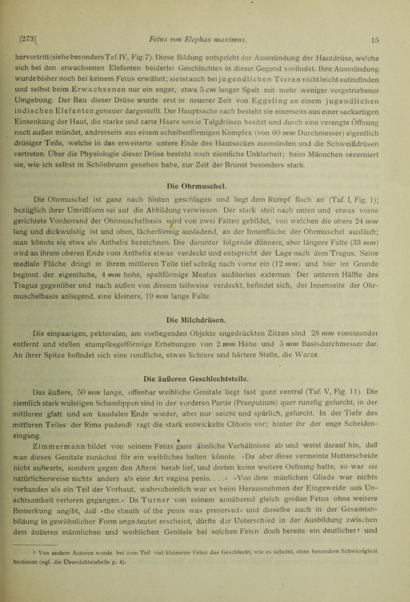 hervortritt{siehebesondersTaf.IV, Fig.7). Diese Bildung entspricht der Ausmündung der Hautdrüse, welche sich bei den erwachsenen Elefanten beiderlei Geschlechtes in dieser Gegend voi findet. Ihre Ausmündung wurde bisher noch bei keinem Fetus erwähnt; sie ist auch bei jugendlichen Tieren nicht leicht aufzufinden und selbst beim Erwachsenen nur ein enger, etwa b cm langer Spalt mit mehr weniger vorgetriebener Umgebung. Der Bau dieser Drüse wurde erst in neuerer Zeit von Eggeling an einem jugendlichen indischen Elefanten genauer dargestellt. Der Hauptsache nach besteht sie einerseits aus einer sackartigen Einsenkung der Haut, die starke und zarte Haare sowie Talgdrüsen besitzt und durch eine verengte Öffnung nach außen mündet, andrerseits aus einem scheibenförmigen Komplex (von 60 mm Durchmesser) eigentlich drüsiger Teile, welche in das erweiterte untere Ende des Hautsackes ausmünden und die Schweißdrüsen vertreten. Über die Physiologie dieser Drüse besteht noch ziemliche Unklarheit; beim Männchen sezerniert sie, wie ich selbst in Schönbrunn gesehen habe, zur Zeit der Brunst besonders stark. Die Ohrmuschel. Die Ohrmuschel ist ganz nach hinten geschlagen und liegt dem Rumpf flach an (Taf I, Fig. 1); bezüglich ihrer Umrißform sei aut die Abbildung verwiesen. Der stark steil nach unten und etwas vorne gerichtete Vorderrand der Ohrmuschelbasis \yrd von zwei Falten gebildet, von welchen die obere 24 mm lang und dickwulstig ist und oben, fächerförmig ausladend, an der Innenfläche der Ohrmuschel ausläuft; man könnte sie etwa als Anthelix bezeichnen. Die darunter folgende dünnere, aber längere Falte (33 mm) wird an ihrem oberen Ende vom Anthelix etwas verdeckt und entspricht der Lage nach dem Tragus. Seine mediale Fläche dringt in ihrem mittleren Teile tief schräg nach vorne ein (12/«;;/) und hier im Grunde beginnt der eigentliche, 4 mm hohe, spaltförmige Meatus auditorius externus. Der unteren Hälfte des Tragus gegenüber und nach außen von diesem teilweise verdeckt, befindet sich, der Innenseite der Ohr- muschelbasis anliegend, eine kleinere, 19 mm lange Falte. Die Milchdrüsen. Die einpaarigen, pektoralen, am vorliegenden Objekte angedrückten Zitzen sind 28 mm voneinander entfernt und stellen stumpfkegelförmige Erhebungen von 2 mm Höhe und 5 mm Basisdurchmesser dar. An ihrer Spitze befindet sich eine rundliche, etwas lichtere und härtere Stelle, die Warze. Die äußeren Geschlechtsteile. Das äußere, bO mm lange, offenbar weibliche Genitale liegt fast ganz ventral (Taf. V, F4g. 11). Die ziemlich stark wulstigen Schamlippen sind in der vorderen Partie (Praeputium) quer runzlig gefurcht, in der mittleren glatt und am kaudalen Ende wieder, aber nur seicht und spärlich, gefurcht. In der Tiefe des mittleren Teiles der Rima pudendi ragt die stark entwickelte Clitoris vor; hinter ihr der enge Scheiden- eingang. Zimmermann bildet von seinem Fetus ganz ähnliche Verhältnisse ab und weist darauf hin, daß man dieses Genitale zunächst für ein weibliches halten könnte. »Da aber diese vermeinte Mutterscheide nicht aufwerts, sondern gegen den Aftern herab lief, und dorten keine weitere Oefnung hatte, so war sie natürlicherweise nichts anders als eine Art vagina penis. . . .« »Von dem mänlichen Gliede war nichts vorhanden als ein Teil der Vorhaut, wahrscheinlich war es beim Herausnehmen der Eingeweide aus Un- achtsamkeit verloren gegangen.« Da Turner von seinem annähernd gleich großen Fetus ohne weitere Bemerkung angibt, daß »the sheath of the penis was preserved« und dieselbe auch in der Gesamtab- bildung in gewöhnlicher Form angedeutet erscheint, dürfte der Unterschied in der Ausbildung zwischen dem äußeren männlichen und weiblichen Genitale bei solchen Feten doch bereits ein deutlicher' und * Von andern Autoren wurde bei zum Teil viel kleineren Feten das Gescbleclit, wie es scheint, ohne besondere Schwieiigkeit bestimmt (vgl. die Übersichtstabelle p. 4).