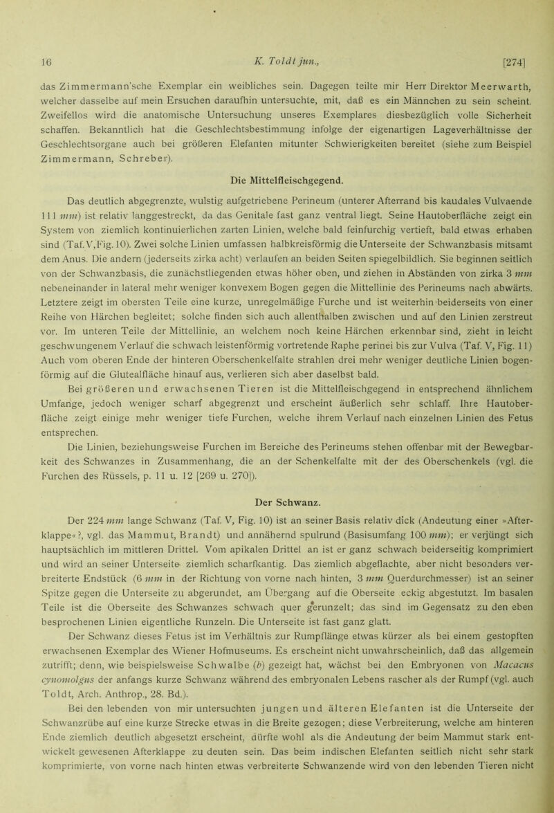 das Zimmermann’sche Exemplar ein weibliches sein. Dagegen teilte mir Herr Direktor Meerwarth, welcher dasselbe auf mein Ersuchen daraufhin untersuchte, mit, daß es ein Männchen zu sein scheint. Zweifellos wird die anatomische Untersuchung unseres Exemplares diesbezüglich volle Sicherheit schaffen. Bekanntlich hat die Geschlechtsbestimmung infolge der eigenartigen Lageverhältnisse der Geschlechtsorgane auch bei größeren Elefanten mitunter Schwierigkeiten bereitet (siehe zum Beispiel Zimmermann, Schreber). Die Mittelfleischgegend. Das deutlich abgegrenzte, wulstig aufgetriebene Perineum (unterer Afterrand bis kaudales Vulvaende 111 mm) ist relativ langgestreckt, da das Genitale fast ganz ventral liegt. Seine Hautoberfläche zeigt ein System von ziemlich kontinuierlichen zarten Linien, welche bald feinfurchig vertieft, bald etwas erhaben sind (Taf.V,Fig. 10). Zwei solche Linien umfassen halbkreisförmig die Unterseite der Schwanzbasis mitsamt dem Anus. Die andern (jederseits zirka acht) verlaufen an beiden Seiten spiegelbildlich. Sie beginnen seitlich von der Schwanzbasis, die zunächstliegenden etwas höher oben, und ziehen in Abständen von zirka 3 mm nebeneinander in lateral mehr weniger konvexem Bogen gegen die Mittellinie des Perineums nach abwärts. Letztere zeigt im obersten Teile eine kurze, unregelmäßige Furche und ist weiterhin beiderseits von einer Reihe von Härchen begleitet; solche finden sich auch allenthalben zwischen und auf den Linien zerstreut vor. Im unteren Teile der Mittellinie, an welchem noch keine Härchen erkennbar sind, zieht in leicht geschwungenem Verlauf die schwach leistenförmig vortretende Raphe perinei bis zur Vulva (Taf. V, Fig. 11) Auch vom oberen Ende der hinteren Oberschenkelfalte strahlen drei mehr weniger deutliche Linien bogen- förmig auf die Glutealfläche hinauf aus, verlieren sich aber daselbst bald. Bei größeren und erwachsenen Tieren ist die Mittelfleischgegend in entsprechend ähnlichem Umfange, jedoch weniger scharf abgegrenzt und erscheint äußerlich sehr schlaff. Ihre Hautober- fläche zeigt einige mehr weniger tiefe Furchen, welche ihrem Verlauf nach einzelnen Linien des Fetus entsprechen. Die Linien, beziehungsweise Furchen im Bereiche des Perineums stehen offenbar mit der Bewegbar- keit des Schwanzes in Zusammenhang, die an der Schenkelfalte mit der des Oberschenkels (vgl. die Furchen des Rüssels, p. 11 u. 12 [269 u. 270]). Der Schwanz. Der 224 mm lange Schwanz (Taf. V, Fig. 10) ist an seiner Basis relativ dick (Andeutung einer »After- klappe« ?, vgl. das Mammut, Brandt) und annähernd spulrund (Basisumfang 100 «««); er verjüngt sich hauptsächlich im mittleren Drittel. Vom apikalen Drittel an ist er ganz schwach beiderseitig komprimiert und wird an seiner Unterseite ziemlich scharflcantig. Das ziemlich abgeflachte, aber nicht beso.nders ver- breiterte Endstück (6 mm in der Richtung von vorne nach hinten, 3 mm Querdurchmesser) ist an seiner Spitze gegen die Unterseite zu abgerundet, am Übergang auf die Oberseite eckig abgestutzt. Im basalen Teile ist die Oberseite des Schwanzes schwach quer g*erunzelt; das sind im Gegensatz zu den eben besprochenen Linien eigentliche Runzeln. Die Unterseite ist fast ganz glatt. Der Schwanz dieses Fetus ist im Verhältnis zur Rumpflänge etwas kürzer als bei einem gestopften erwachsenen Exemplar des Wiener Hofmuseums. Es erscheint nicht unwahrscheinlich, daß das allgemein zutrifft; denn, wie beispielsweise Schwalbe (Z?) gezeigt hat, wächst bei den Embryonen von Macacus cynomolgus der anfangs kurze Schwanz während des embryonalen Lebens rascher als der Rumpf (vgl. auch Toldt, Arch. Anthrop., 28. Bd.). Bei den lebenden von mir untersuchten jungen und älteren Eie fanten ist die Unterseite der Schwanzrübe auf eine kurze Strecke etwas in die Breite gezogen; diese Verbreiterung, welche am hinteren Ende ziemlich deutlich abgesetzt erscheint, dürfte wohl als die Andeutung der beim Mammut stark ent- wickelt gewesenen Afterklappe zu deuten sein. Das beim indischen Elefanten seitlich nicht sehr stark komprimierte, von vorne nach hinten etwas verbreiterte Schwanzende wird von den lebenden Tieren nicht