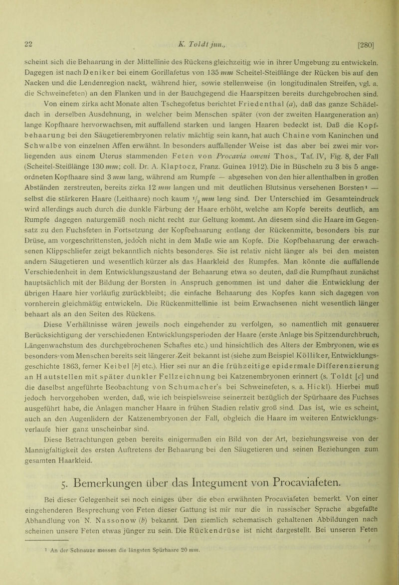 scheint sich die Behaarung in der Mittellinie des Rückens gleichzeitig wie in ihrer Umgebung zu entwickeln. Dagegen ist nach D eniker bei einem Gorillafetus von 135;;/w Scheitel-Steißlänge d'er Rücken bis auf den Nacken und die Lendenregion nackt, während hier, sowie stellenweise (in longitudinalen Streifen, vgl. a. die Schweinefeten) an den Flanken und in der Bauchgegend die Haarspitzen bereits durchgebrochen sind. Von einem zirka acht Monate alten Tschegofetus berichtet Friedenthal (a), daß das ganze Schädel- dach in derselben Ausdehnung, in welcher beim Menschen später (von der zweiten Haargeneration an) lange Kopfhaare hervorwachsen, mit auffallend starken und langen Haaren bedeckt ist. Daß die Kopf- behaarung bei den Säugetierembryonen relativ mächtig sein kann, hat auch Chaine vom Kaninchen und Schwalbe von einzelnen Affen erwähnt. In besonders auffallender Weise ist das aber bei zwei mir vor- liegenden aus einem Uterus stammenden Feten von Procavia oweni Thos., Taf IV, Fig. 8, der Fall (Scheitel-Steißlänge 130 7m«; coli. Dr. A. Klaptocz, Franz. Guinea 1912). Die in Büscheln zu 3 bis 5 ange- ordneten Kopfhaare sind 3 777777 lang, während am Rumpfe — abgesehen von den hier allenthalben in großen Abständen zerstreuten, bereits zirka \2nim langen und mit deutlichen Blutsinus versehenen Borsten‘ — selbst die stärkeren Haare (Leithaare) noch kaum ‘/g mm lang sind. Der Unterschied im Gesamteindruck wird allerdings auch durch die dunkle Färbung der Haare erhöht, welche am Kopfe bereits deutlich, am Rumpfe dagegen naturgemäß noch nicht recht zur Geltung kommt. An diesem sind die Haare im Gegen- satz zu den Fuchsfeten in Fortsetzung der Kopfbehaarung entlang der Rückenmitte, besonders bis zur Drüse, am vorgeschrittensten, jedoch nicht in dem Maße wie am Kopfe. Die Kopfbehaarung der erwach- senen Klippschliefer zeigt bekanntlich nichts besonderes. Sie ist relativ nicht länger als bei den meisten andern Säugetieren und wesentlich kürzer als das Haarkleid des Rumpfes. Man könnte die auffallende Verschiedenheit in dem Entwicklungszustand der Behaarung etwa so deuten, daß die Rumpfhaut zunächst hauptsächlich mit der Bildung der Borsten in Anspruch genommen ist und daher die Entwicklung der übrigen Haare hier vorläufig zurückbleibt; die einfache Behaarung des Kopfes kann sich dagegen von vornherein gleichmäßig entwickeln. Die Rückenmittellinie ist beim Erwachsenen nicht wesentlich länger behaart als an den Seiten des Rückens. Diese Verhältnisse wären jeweils noch eingehender zu verfolgen, so namentlich mit genauerer Berücksichtigung der verschiedenen Entwicklungsperioden der Haare (erste Anlage bis Spitzendurchbruch, Längenwachstum des durchgebrochenen Schaftes etc.) und hinsichtlich des Alters der Embryonen, wie es besonders'vom Menschen bereits seit längerer Zeit bekannt ist (siehe zum Beispiel Kölliker, Entwicklungs- geschichte 1863, ferner Keibel [h\ etc.). Hier sei nur an die frühzeitige epidermale Differenzierung an H autstellen mit später dunkler Fellzeichnung bei Katzenembryonen erinnert (s. Toldt [c\ und die daselbst angeführte Beobachtung von Schumacher’s bei Schweinefeten, s. a. Hickl). Hierbei muß jedoch hervorgehoben werden, daß, wie ich beispielsweise seinerzeit bezüglich der Spürhaare des Fuchses ausgeführt habe, die Anlagen mancher Haare in frühen Stadien relativ groß sind. Das ist, wie es scheint, auch an den Augenlidern der Katzenembryonen der Fall, obgleich die Haare im weiteren Entwicklungs- verlaufe hier ganz unscheinbar sind. Diese Betrachtungen geben bereits einigermaßen ein Bild von der Art, beziehungsweise von der Mannigfaltigkeit des ersten Auftretens der Behaarung bei den Säugetieren und seinen Beziehungen zum gesamten Haarkleid. 5. Bemerkungen über das Integument von Procaviafeten. Bei dieser Gelegenheit sei noch einiges über die eben erwähnten Procaviafeten bemerkt. Von einer eingehenderen Besprechung von Feten dieser Gattung ist mir nur die in russischer Sprache abgefaßte Abhandlung von N. Nassonow(^) bekannt. Den ziemlich schematisch gehaltenen Abbildungen nach scheinen unsere Feten etwas jünger zu sein. Die Rückendrüse ist nicht dargestellt. Bei unseren Feten 7 An der Schnauze messen die längsten Spürhaare 20 mm.