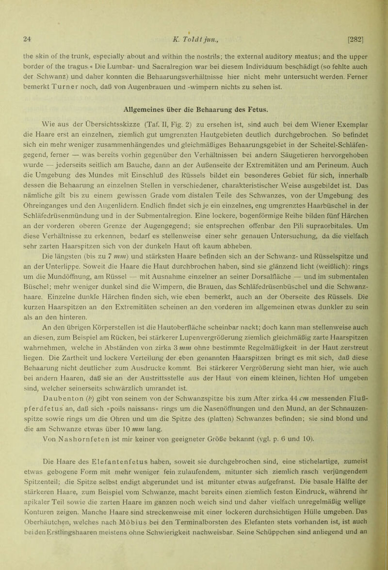 the skin of the trunk, especially about and within the nostrils; the external auditory meatus; and the upper border of the tragus.« Die Lumbar- und Sacralregion war bei diesem Individuum beschädigt (so fehlte auch der Schwanz) und daher konnten die Behaarungsverhältnisse hier nicht mehr untersucht werden. Ferner bemerkt Turner noch, daß von Augenbrauen und -wimpern nichts zu sehen ist. Allgemeines über die Behaarung des Fetus. Wie aus der Übersichtsskizze (Taf. II, Fig. 2) zu ersehen ist, sind auch bei dem Wiener Exemplar die Haare erst an einzelnen, ziemlich gut umgrenzten Hautgebieten deutlich durchgebrochen. So befindet sich ein mehr weniger zusammenhängendes und gleichmäßiges Behaarungsgebiet in der Scheitel-Schläfen- gegend, ferner — was bereits vorhin gegenüber den Verhältnissen bei andern Säugetieren hervorgehoben wurde — jederseits seitlich am Bauche, dann an der Außenseite der Extremitäten und am Perineum. Auch die Umgebung des Mundes mit Einschluß des Rüssels bildet ein besonderes Gebiet für sich, innerhalb dessen die Behaarung an einzelnen Stellen in verschiedener, charakteristischer Weise ausgebildet ist. Das nämliche gilt bis zu einem gewissen Grade vom distalen Teile des Schwanzes, von der Umgebung des Ohreinganges und den Augenlidern. Endlich findet sich je ein einzelnes, eng umgrenztes Haarbüschel in der Schläfedrüsenmündung und in der Submentalregion. Eine lockere, bogenförmige Reihe bilden fünf Härchen an der vorderen oberen Grenze der Augengegend; sie entsprechen offenbar den Pili supraorbitales. Um diese Verhältnisse zu erkennen, bedarf es stellenweise einer sehr genauen Untersuchung, da die vielfach sehr zarten Haarspitzen sich von der dunkeln Haut oft kaum abheben. Die längsten (bis zu 7 mm) und stärksten Haare befinden sich an der Schwanz- und Rüsselspitze und an der Unterlippe. Soweit die Haare die Haut durchbrochen haben, sind sie glänzend licht (weißlich): rings um die Mundöffnung, am Rüssel — mit Ausnahme einzelner an seiner Dorsalfläche — und im submentalen Büschel; mehr weniger dunkel sind die Wimpern, die Brauen, das Schläfedrüsenbüschel und die Schwanz- haare. Einzelne dunkle Härchen finden sich, wie eben bemerkt, auch an der Oberseite des Rüssels. Die kurzen Haarspitzen an den Extremitäten scheinen an den vorderen im allgemeinen etwas dunkler zu sein als an den hinteren. An den übrigen Körperstellen ist die Hautobertläche scheinbar nackt; doch kann man stellenweise auch an diesen, zum Beispiel am Rücken, bei stärkerer Lupenvergrößerung ziemlich gleichmäßig zarte Haarspitzen wahrnehmen, welche in Abständen von zirka 3 mm ohne bestimmte Regelmäßigkeit in der Haut zerstreut liegen. Die Zartheit und lockere Verteilung der eben genannten Haarspitzen bringt es mit sich, daß diese Behaarung nicht deutlicher zum Ausdrucke kommt. Bei stärkerer Vergrößerung sieht man hier, wie auch bei andern Haaren, daß sie an der Austrittsstelle aus der Haut von einem kleinen, lichten Hof umgeben sind, welcher seinerseits schwärzlich umrandet ist. Daubenton (b) gibt von seinem von der Schwanzspitze bis zum After zirka 44 cm messenden Fluß- pferdfetus an, daß sich »poils naissans« rings um die Nasenöffnungen und den Mund, an der Schnauzen- spitze sowie rings um die Ohren und um die Spitze des (platten) Schwanzes befinden; sie sind blond und die am Schwänze etwas über 10 mm lang. Von Nashornfeten ist mir keiner von geeigneter Größe bekannt (vgl. p. 6 und 10). Die Haare des Elefantenfetus haben, soweit sie durchgebrochen sind, eine stichelartige, zumeist etwas gebogene Form mit mehr weniger fein zulaufendem, mitunter sich ziemlich rasch verjüngendem Spitzenteil; die Spitze selbst endigt abgerundet und ist mitunter etwas aufgefranst. Die basale Hälfte der stärkeren Haare, zum Beispiel vom Schwänze, macht bereits einen ziemlich festen Eindruck, während ihr apikaler Teil sowie die zarten Haare im ganzen noch weich sind und daher vielfach unregelmäßig wellige Konturen zeigen. Manche Haare sind streckenweise mit einer lockeren durchsichtigen Hülle umgeben. Das Oberhäutchen, welches nach Möbius bei den Terminalborsten des Elefanten stets vorhanden ist, ist auch bei den Erstlingshaaren meistens ohne Schwierigkeit nachweisbar. Seine Schüppchen sind anliegend und an