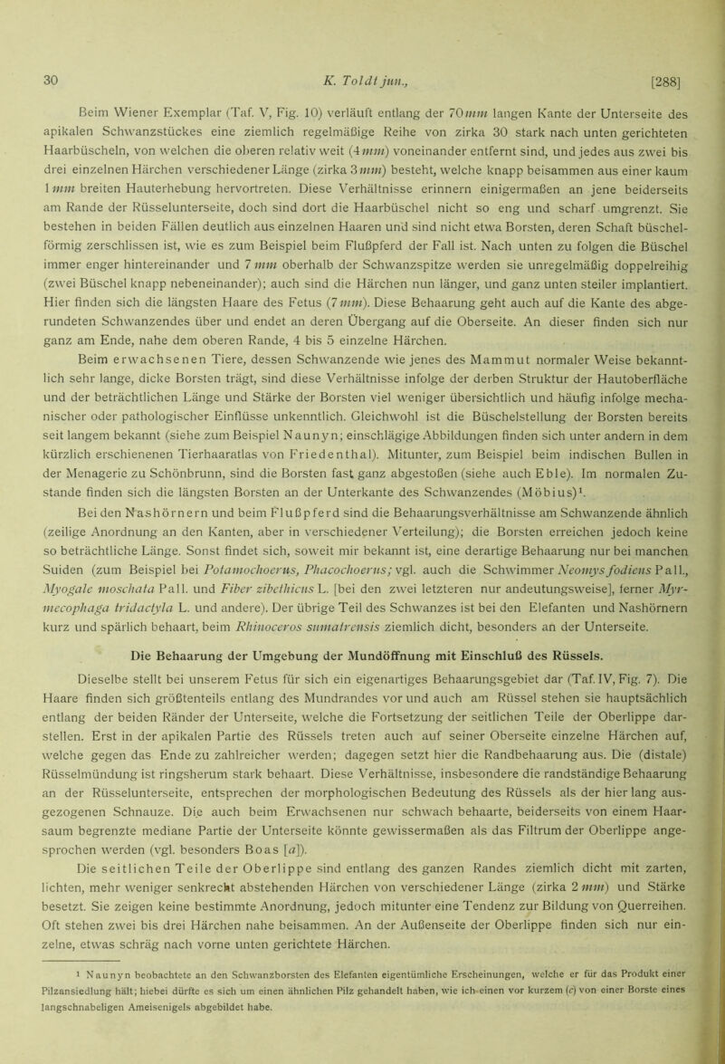 Beim Wiener Exemplar (Taf. V, Fig. 10) verläuft entlang der 70mm langen Kante der Unterseite des apikalen Schwanzstückes eine ziemlich regelmäßige Reihe von zirka 30 stark nach unten gerichteten Haarbüscheln, von welchen die oberen relativ weit {Amm) voneinander entfernt sind, und jedes aus zwei bis drei einzelnen Härchen verschiedener Länge (zirka Omm) besteht, welche knapp beisammen aus einer kaum 1breiten Hauterhebung hervortreten. Diese Verhältnisse erinnern einigermaßen an jene beiderseits am Rande der Rüsselunterseite, doch sind dort die Haarbüschel nicht so eng und scharf umgrenzt. Sie bestehen in beiden Fällen deutlich aus einzelnen Haaren und sind nicht etwa Borsten, deren Schaft büschel- förmig zerschlissen ist, wie es zum Beispiel beim Flußpferd der Fall ist. Nach unten zu folgen die Büschel immer enger hintereinander und 7 mm oberhalb der Schwanzspitze werden sie unregelmäßig doppelreihig (zwei Büschel knapp nebeneinander); auch sind die Härchen nun länger, und ganz unten steiler implantiert. Hier finden sich die längsten Haare des Fetus (7 mm). Diese Behaarung geht auch auf die Kante des abge- rundeten Schwanzendes über und endet an deren Übergang auf die Oberseite. An dieser finden sich nur ganz am Ende, nahe dem oberen Rande, 4 bis 5 einzelne Härchen. Beim erwachsenen Tiere, dessen Schwanzende wie jenes des Mammut normaler Weise bekannt- lich sehr lange, dicke Borsten trägt, sind diese Verhältnisse infolge der derben Struktur der Hautoberfläche und der beträchtlichen Länge und Stärke der Borsten viel weniger übersichtlich und häufig infolge mecha- nischer oder pathologischer Einflüsse unkenntlich. Gleichwohl ist die Büschelstellung der Borsten bereits seit langem bekannt (siehe zum Beispiel Naunyn; einschlägige Abbildungen finden sich unter andern in dem kürzlich erschienenen Tierhaaratlas von Friedenthal). Mitunter, zum Beispiel beim indischen Bullen in der Menagerie zu Schönbrunn, sind die Borsten fast ganz abgestoßen (siehe auch Eble). Im normalen Zu- stande finden sich die längsten Borsten an der Unterkante des Schwanzendes (Möbius)^. Bei den Nashörnern und beim Flußpferd sind die Behaarungsverhältnisse am Schwanzende ähnlich (zeilige Anordnung an den Kanten, aber in verschiedener Verteilung); die Borsten erreichen jedoch keine so beträchtliche Länge. Sonst findet sich, soweit mir bekannt ist, eine derartige Behaarung nur bei manchen Suiden (zum rotamochoeriis, Phacoclioerns;vg\. auch die Schwimmer Pall., Myogale moscliaia Pall, und Fiber zibethicns'L. [bei den zwei letzteren nur andeutungsweise], ferner Myr- mccopliaga tridactyla L. und andere). Der übrige Teil des Schwanzes ist bei den Elefanten und Nashörnern kurz und spärlich behaart, beim Rhinoceros snmatreiisis ziemlich dicht, besonders an der Unterseite. Die Behaarung der Umgebung der Mundöffnung mit Einschluß des Rüssels. Dieselbe stellt bei unserem Fetus für sich ein eigenartiges Behaarungsgebiet dar (Taf IV, Fig. 7). Die Haare finden sich größtenteils entlang des Mundrandes vor und auch am Rüssel stehen sie hauptsächlich entlang der beiden Ränder der Unterseite, welche die Fortsetzung der seitlichen Teile der Oberlippe dar- stellen. Erst in der apikalen Partie des Rüssels treten auch auf seiner Oberseite einzelne Härchen auf, welche gegen das Ende zu zahlreicher werden; dagegen setzt hier die Randbehaarung aus. Die (distale) Rüsselmündung ist ringsherum stark behaart. Diese Verhältnisse, insbesondere die randständige Behaarung an der Rüsselunterseite, entsprechen der morphologischen Bedeutung des Rüssels als der hier lang aus- gezogenen Schnauze. Die auch beim Erwachsenen nur schwach behaarte, beiderseits von einem Haar- saum begrenzte mediane Partie der Unterseite könnte gewissermaßen als das Filtrum der Oberlippe ange- sprochen werden (vgl. besonders Boas [ß]). Die seitlichen Teile der Oberlippe sind entlang des ganzen Randes ziemlich dicht mit zarten, lichten, mehr weniger senkrecht abstehenden Härchen von verschiedener Länge (zirka 2 mm) und Stärke besetzt. Sie zeigen keine bestimmte Anordnung, jedoch mitunter eine Tendenz zur Bildung von Querreihen. Oft stehen zwei bis drei Härchen nahe beisammen. An der Außenseite der Oberlippe finden sich nur ein- zelne, etwas schräg nach vorne unten gerichtete Härchen. 1 Naunyn beobachtete an den Schwanzborsten des Elefanten eigentümliche Erscheinungen, welche er für das Produkt einer Pilzansiedlung hält; hiebei dürfte es sich um einen ähnlichen Pilz gehandelt haben, wie ich-einen vor kurzem (c) von einer Borste eines langschnabeligen Ameisenigels abgebildet habe.