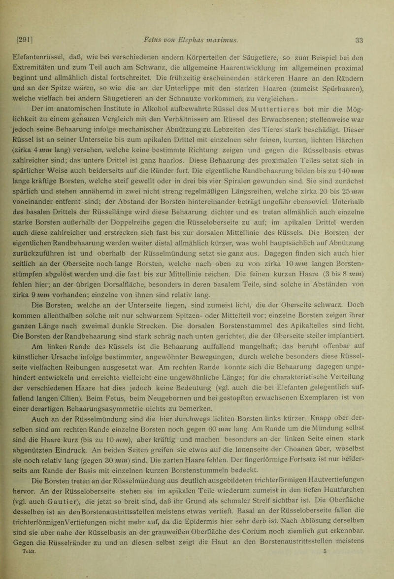 Elefantenrüssel, daß, wie bei verschiedenen andern Körperteilen der Säugetiere, so zum Beispiel bei den Extremitäten und zum Teil auch am Schwanz, die allgemeine Haarentwicklung im allgemeinen proximal beginnt und allmählich distal fortschreitet. Die frühzeitig erscheinenden stärkeren Haare an den Rändern und an der Spitze wären, so wie die an der Unterlippe mit den starken Haaren (zumeist Spürhaaren), welche vielfach bei andern Säugetieren an der Schnauze Vorkommen, zu vergleichen. Der im anatomischen Institute in Alkohol aufbewahrte Rüssel des Muttertieres bot mir die Mög- lichkeit zu einem genauen V'ergleich mit den Verhältnissen am Rüssel des Erwachsenen; stellenweise war ■jedoch seine Behaarung infolge mechanischer Abnützung zu Lebzeiten des Tieres stark beschädigt. Dieser Rüssel ist an seiner Unterseite bis zum apikalen Drittel mit einzelnen sehr feinen, kurzen, lichten Härchen (zirka 4 ww lang) versehen, welche keine bestimmte Richtung zeigen und gegen die Rüsselbasis etwas zahlreicher sind; das untere Drittel ist ganz haarlos. Diese Behaarung des proximalen Teiles setzt sich in spärlicher Weise auch beiderseits auf die Ränder fort. Die eigentliche Randbehaarung bilden bis zu 140 mm lange kräftige Borsten, welche steif gewellt oder in drei bis vier Spiralen gewunden sind. Sie sind zunächst spärlich und stehen annähernd in zwei nicht streng regelmäßigen Längsreihen, welche zirka 20 bis 25 mm voneinander entfernt sind; der Abstand der Borsten hintereinander beträgt ungefähr ebensoviel. Unterhalb des basalen Drittels der Rüssellänge wird diese Behaarung dichter und es treten allmählich auch einzelne starke Borsten außerhalb der Doppelreihe gegen die Rüsseloberseite zu auf; im apikalen Drittel werden auch diese zahlreicher und erstrecken sich fast bis zur dorsalen Mittellinie des Rüssels. Die Borsten der eigentlichen Randbehaarung werden weiter distal allmählich kürzer, was wohl hauptsächlich auf Abnützung zurückzuführen ist und oberhalb der Rüsselmündung setzt sie ganz aus. Dagegen finden sich auch hier seitlich an der Oberseite noch lange Borsten, welche nach oben zu von zirka 10 mm langen Borsten- stümpfen abgelöst werden und die fast bis zur Mittellinie reichen. Die feinen kurzen Haare (3 bis 8 mm) fehlen hier; an der übrigen Dorsalfläche, besonders in deren basalem Teile, sind solche in Abständen von zirka 9 mm vorhanden; einzelne von ihnen sind relativ lang. Die Borsten, welche an der Unterseite liegen, sind zumeist licht, die der Oberseite schwarz. Doch kommen allenthalben solche mit nur schwarzem Spitzen- oder Mittelteil vor; einzelne Borsten zeigen ihrer ganzen Länge nach zweimal dunkle Strecken. Die dorsalen Borstenstummel des Apikalteiles sind licht. Die Borsten der Randbehaarung sind stark schräg nach unten gerichtet, die der Oberseite steiler implantiert. Am linken Rande des Rüssels ist die Behaarung auffallend mangelhaft; das beruht offenbar auf künstlicher Ursache infolge bestimmter, angewöhnter Bewegungen, durch welche besonders diese Rüssel- seite vielfachen Reibungen ausgesetzt war. Am rechten Rande konnte sich die Behaarung dagegen unge- hindert entwickeln und erreichte vielleicht eine ungewöhnliche Länge; für die charakteristische Verteilung der verschiedenen Haare hat dies jedoch keine Bedeutung (vgl. auch die bei Elefanten gelegentlich auf- fallend langen Cilien). Beim Fetus, beim Neugebornen und bei gestopften erwachsenen Exemplaren ist von einer derartigen Behaarungsasymmetrie nichts zu bemerken. Auch an der Rüsselmündung sind die hier durchwegs lichten Borsten links kürzer. Knapp ober der- selben sind am rechten Rande einzelne Borsten noch gegen 60 mm lang. Am Rande um die Mündung selbst sind die Haare kurz (bis zu \0imn), aber kräftig und machen besonders an der linken Seite einen stark abgenützten Eindruck. An beiden Seiten greifen sie etwas auf die Innenseite der Choanen über, woselbst sie noch relativ lang (gegen 30 mm) sind. Die zarten Haare fehlen. Der fingerförmige Fortsatz ist nur beider- seits am Rande der Basis mit einzelnen kurzen Borstenstummeln bedeckt. Die Borsten treten an der Rüsselmündung aus deutlich ausgebildeten trichterförmigen Hautvertiefungen hervor. An der Rüsseloberseite stehen sie im apikalen Teile wiederum zumeist in den tiefen Hautfurchen (vgl. auch Gautier), die jetzt so breit sind, daß ihr Grund als schmaler Streif sichtbar ist. Die Oberfläche desselben ist an den Borstenaustrittsstellen meistens etwas vertieft. Basal an der Rüsseloberseite fallen die trichterförmigenVertiefungen nicht mehr auf, da die Epidermis hier sehr derb ist. Nach Ablösung derselben sind sie aber nahe der Rüsselbasis an der grauweißen Oberfläche des Corium noch ziemlich gut erkennbar. Gegen die Rüsselränder zu und an diesen selbst zeigt die Haut an den Borstenaustrittsstellen meistens Toldt. 5
