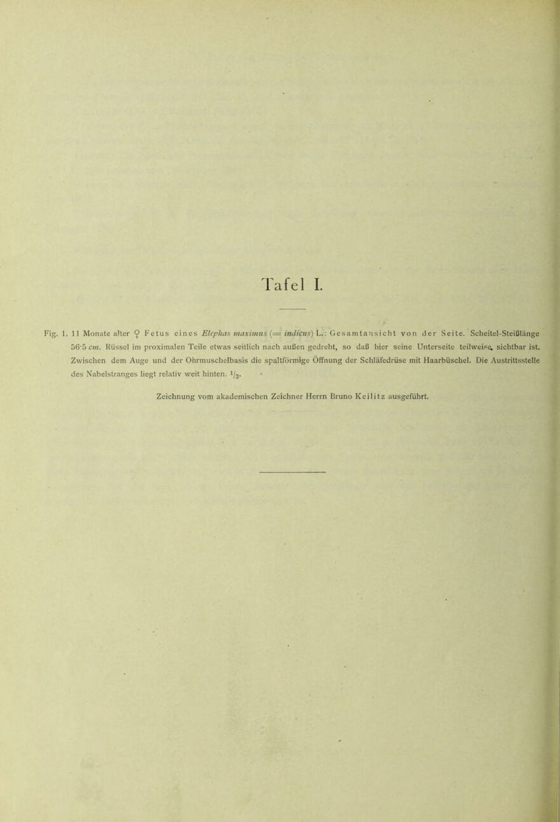 Fig. 1. 11 Monate alter ^ Fetus eines Elcphas maximus {= indicus)^.-. Gesa.mia.ns\c\\i von der Seite. Scheitel-Steißlänge 56'5 cm. Rüssel im proximalen Teile etwas seitlich nach außen gedreht, so daß hier seine Unterseite teilwei.=(4 sichtbar ist. Zwischen dem Auge und der Ohrmuschelbasis die spaltförmige Öffnung der Schläfedrüse mit Haarbüschel. Die Austrittsstelle des Nabelstranges liegt relativ wxit hinten. 1/3.
