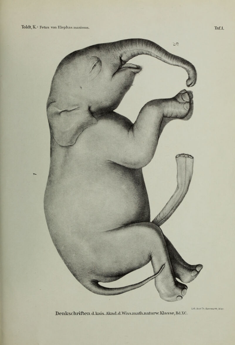 Toldt,K.= Fetus von Elephas inuximus. Taf.l, LiTh.AnstTh. ßannwarrh,Wien L enkschrifteiL d.kais. Akajd.d.Wiss.niatliJtaLiirw': Klasse, Bd.XC.