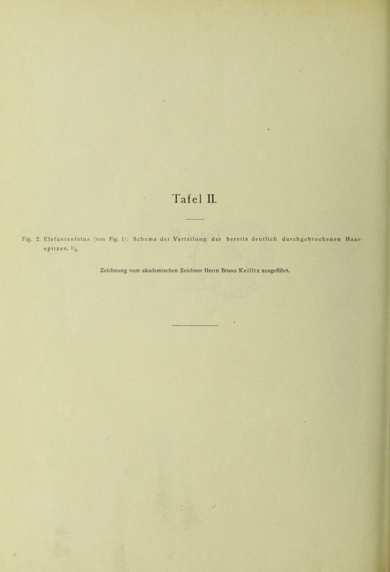 Elefanten fet US (von Fig. 1): Scliema der Verteilung dej- bereits deutlich durch gebrochenen Haar- spitzen. 1/3.