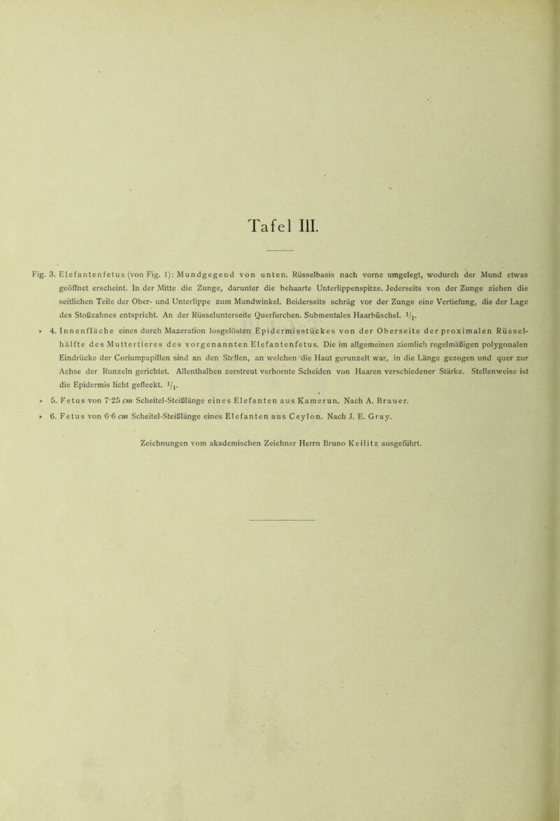 Fig. 3. Elefantenfetus (von Fig. 1); Mundgegend von unten. Rüsselbasis nach vorne umgelegt, -w'odurch der Mund etwas geöffnet erscheint. In der Mitte die Zunge, darunter die behaarte Unterlippenspitze. Jederseits von der Zunge ziehen die seitlichen Teile der Ober- und Unterlippe zum Mundwinkel. Beiderseits schräg vor der Zunge eine V’ertiefung, die der Lage des Stoßzahnes entspricht. An der Rüsselunterseite Querfurchen. Submentales Haarbüschel, i/j^. > 4. Innenfläche eines durch Mazeration losgelösten Epidermisstückes von der Oberseite der proximalen Rüssel- hälfte des Muttertieres des vorgenannten Elefantenfetus. Die im allgemeinen ziemlich regelmäßigen polygonalen Eindrücke der Coriumpapillen sind an den Stellen, an welchen die Haut gerunzelt war, in die Länge gezogen und quer zur Achse der Runzeln gerichtet. Allenthalben zerstreut verhornte Scheiden von Haaren verschiedener Stärke. Stellenweise ist die Epidermis licht gefleckt, i/j. » 5. Fetus von 7‘25 cm Scheitel-Steißlänge eines Elefanten aus Kamerun. Nach A. Brauer. » 6. Fetus von G'ß ettt Scheitel-Steißlänge eines Elefanten aus Ceylon. Nach J. E. Gray.