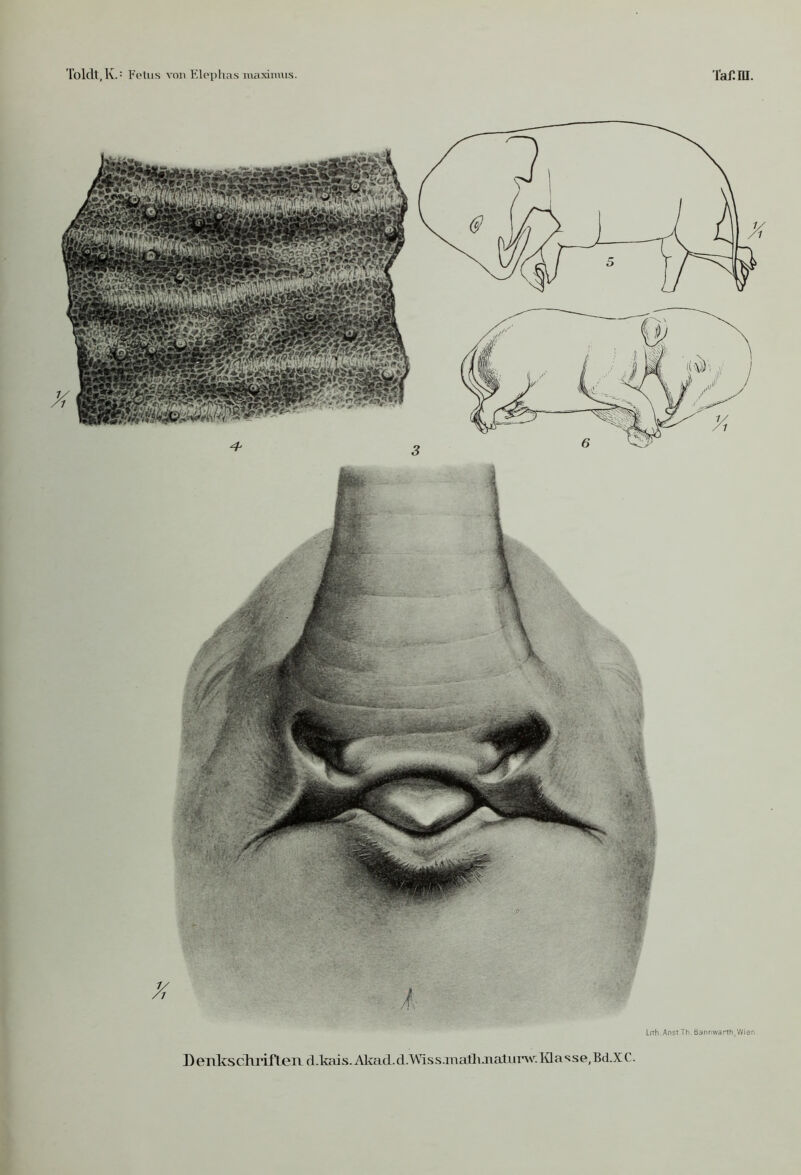 Lith.AnsTTh. ßannwarth,Wien D enltsclirifleiE d .kais. Akad. d.Wiss.iaaflt aiatui’w. Masse, Bd.X C.