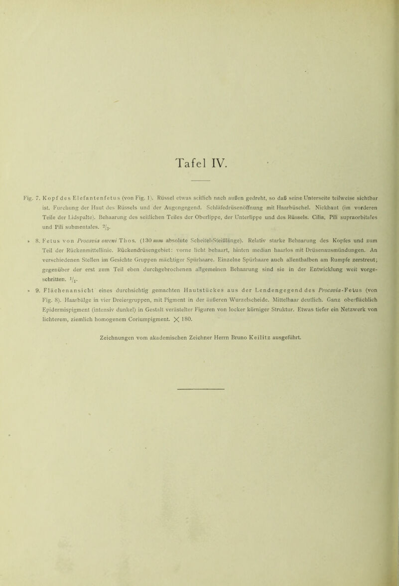 Fig. 7. Kopf des Elefantenfetiis (von Fig. 1). Rüssel etwas seitlich nach außen gedreht, so daß seine Unterseite teilweise sichtbar ist. Furchung der Haut des Rüssels und der Augengegend. Schläfedrüsenöffnung mit Haarbüschel. Nickhaut (im vorderen Teile der Lidspalte). Behaarung des seitlichen Teiles der Oberlippe, der Unterlippe und des Rüssels. Cilia, Pili supraorbitales und Pili submentales. 2)^. » 8. Fetus von Procavia oweni Thos. (130»«;« absolute .Scheitel-Steißlänge). Relativ starke Behaarung des Kopfes und zum Teil der Rückenmittellinic. Rückendrüsengebiet: vorne licht behaart, hinten median haarlos mit Drüsenausmündungen. An verschiedenen Stellen im Gesichte Gruppen mächtiger Spürhaare. Einzelne Spürhaare auch allenthalben am Rumpfe zerstreut; gegenüber der erst zum Teil eben durchgebrochenen allgemeinen Behaarung sind sie in der Entwicklung weit vorge- schritten. i/j^. » 9. Flächenansicht eines durchsichtig gemachten Flautstückes aus der Lendengegend des Procavia-P(von Fig. 8). Haarbälge in vier Dreiergruppen, mit Pigment in der äußeren Wurzelscheide. Mittelhaar deutlich. Ganz oberflächlich Epidermispigment (intensiv dunkel) in Gestalt verästelter Figuren von locker körniger Struktur. Etwas tiefer ein Netzwerk von lichterem, ziemlich homogenem Coriumpigment. X 180.