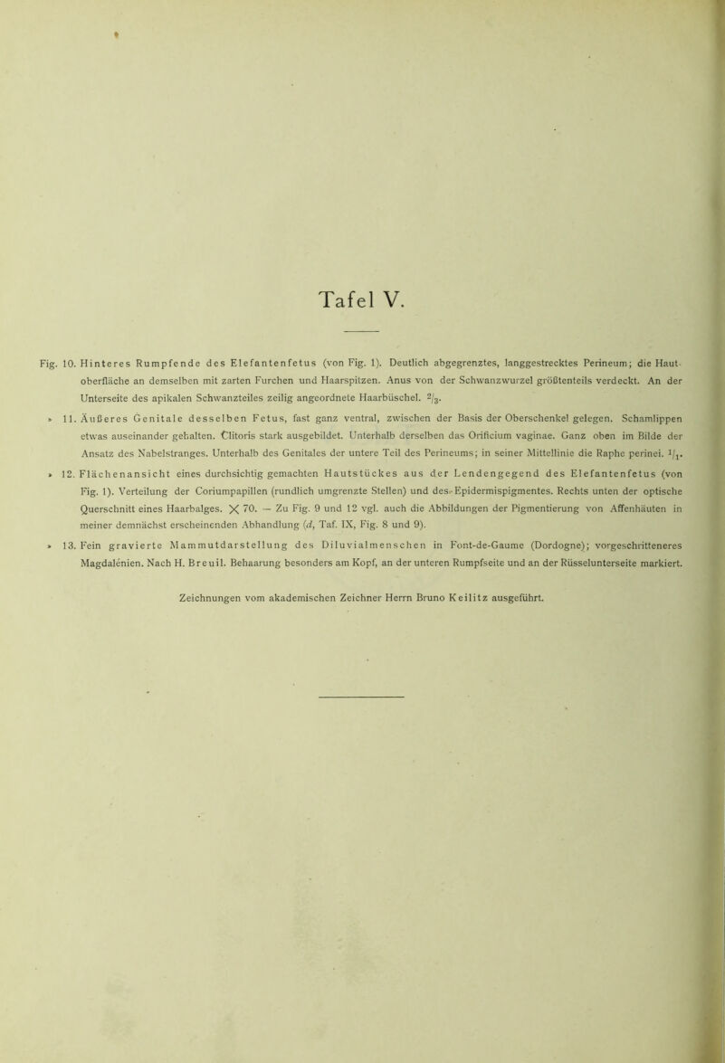 Fig. 10. Hinteres Rumpfende des Elefantenfetus (von Fig. 1). Deutlich abgegrenztes, langgestrecktes Perineum; die Haut- Oberfläche an demselben mit zarten Furchen und Haarspitzen. Anus von der Schwanz Wurzel größtenteils verdeckt. An der Unterseite des apikalen Schwanzteiles zeilig angeordnete Haarbüschel. 2^3. » 11. Äußeres Genitale desselben Fetus, fast ganz ventral, zwischen der Basis der Oberschenkel gelegen. Schamlippen etwas auseinander gehalten. Clitoris stark ausgebildet. Unterhalb derselben das Orificium vaginae. Ganz oben im Bilde der Ansatz des Nabelstranges. Unterhalb des Genitales der untere Teil des Perineums; in seiner Mittellinie die Raphe perinei. i/j. » 12. Flächenansicht eines durchsichtig gemachten Hautstückes aus der Lendengegend des Elefantenfetus (von Fig. 1). Verteilung der Coriumpapillen (rundlich umgrenzte Stellen) und deSi-Epidermispigmentes. Rechts unten der optische Querschnitt eines Haarbalges. X “ Zu Fig. 9 und 12 vgl. auch die Abbildungen der Pigmentierung von Affenhäuten in meiner demnächst erscheinenden Abhandlung {d, Taf. IX, Fig. 8 und 9). > 13. Fein gravierte Mammutdarstellung des Diluvialmenschen in Font-de-Gaume (Dordogne); vorgeschritteneres Magdalenien. Nach H. Breuil. Behaarung besonders am Kopf, an der unteren Rumpfseite und an der Rüsselunterseite markiert.