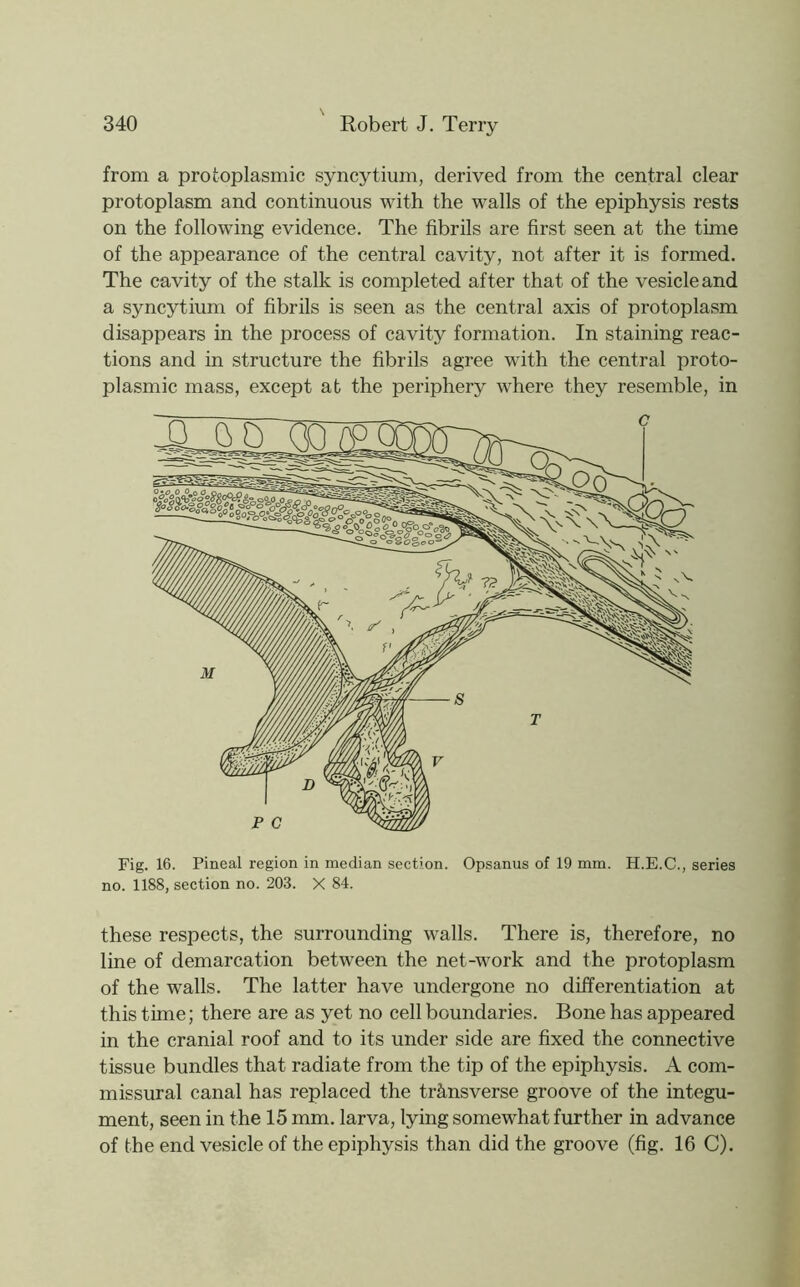 from a protoplasmic syncytium, derived from the central clear protoplasm and continuous with the walls of the epiphysis rests on the following evidence. The fibrils are first seen at the time of the appearance of the central cavity, not after it is formed. The cavity of the stalk is completed after that of the vesicle and a syncytium of fibrils is seen as the central axis of protoplasm disappears in the process of cavity formation. In staining reac- tions and in structure the fibrils agree with the central proto- plasmic mass, except at the periphery where they resemble, in Fig. 16. Pineal region in median section. Opsanus of 19 mm. H.E.C., series no. 1188, section no. 203. X 84. these respects, the surrounding walls. There is, therefore, no line of demarcation between the net-work and the protoplasm of the walls. The latter have undergone no differentiation at this time; there are as yet no cell boundaries. Bone has appeared in the cranial roof and to its under side are fixed the connective tissue bundles that radiate from the tip of the epiphysis. A com- missural canal has replaced the trS,nsverse groove of the integu- ment, seen in the 15 mm. larva, lying somewhat further in advance of the end vesicle of the epiphysis than did the groove (fig. 16 C).