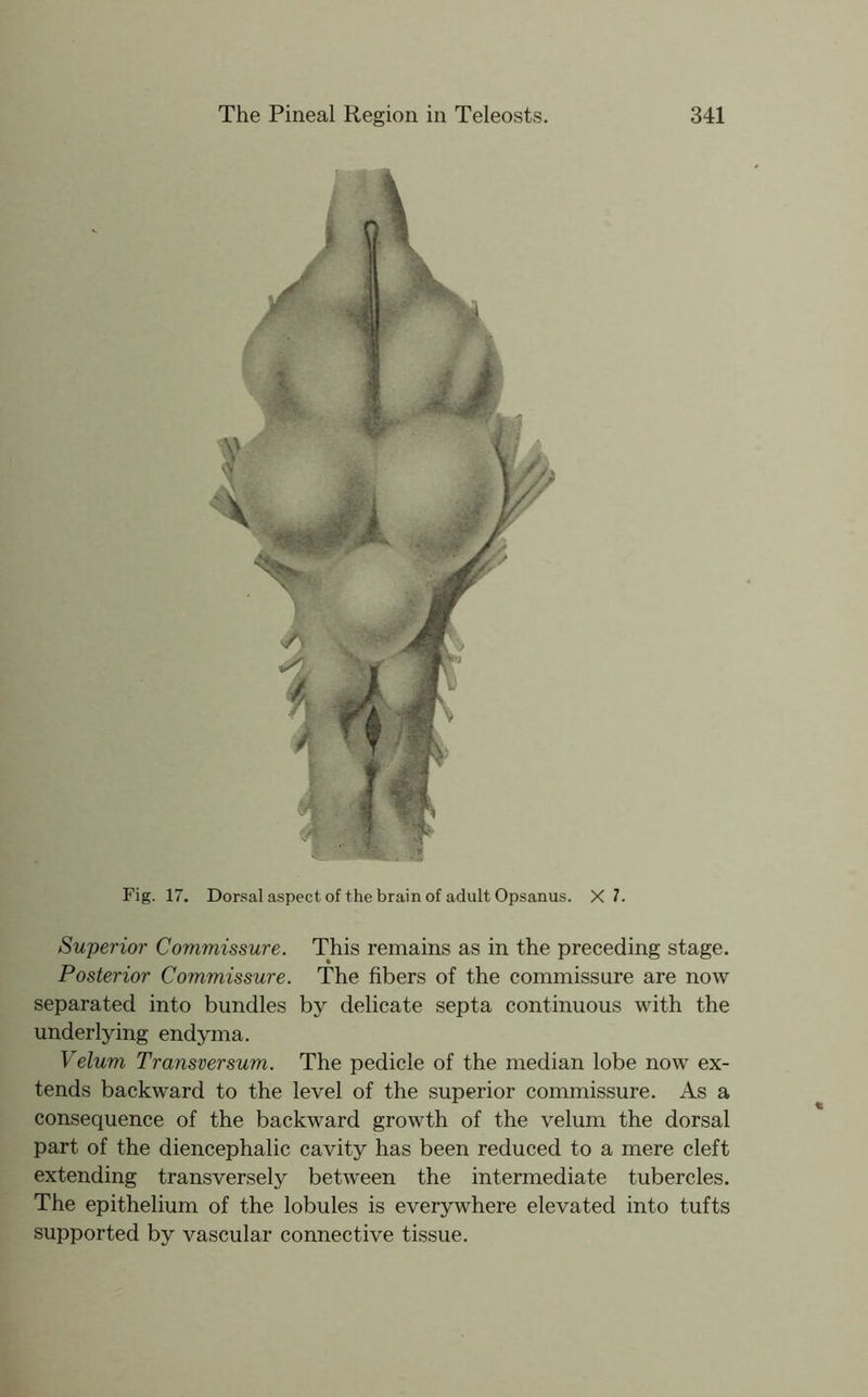 Fig. 17. Dorsal aspect of the brain of adult Opsanus. X 7. Superior Commissure. This remains as in the preceding stage. Posterior Commissure. The fibers of the commissure are now separated into bundles by delicate septa continuous with the underlying endyma. Velum Transversum. The pedicle of the median lobe now ex- tends backward to the level of the superior commissure. As a consequence of the backward growth of the velum the dorsal part of the diencephalic cavity has been reduced to a mere cleft extending transversely between the intermediate tubercles. The epithelium of the lobules is everywhere elevated into tufts supported by vascular connective tissue.