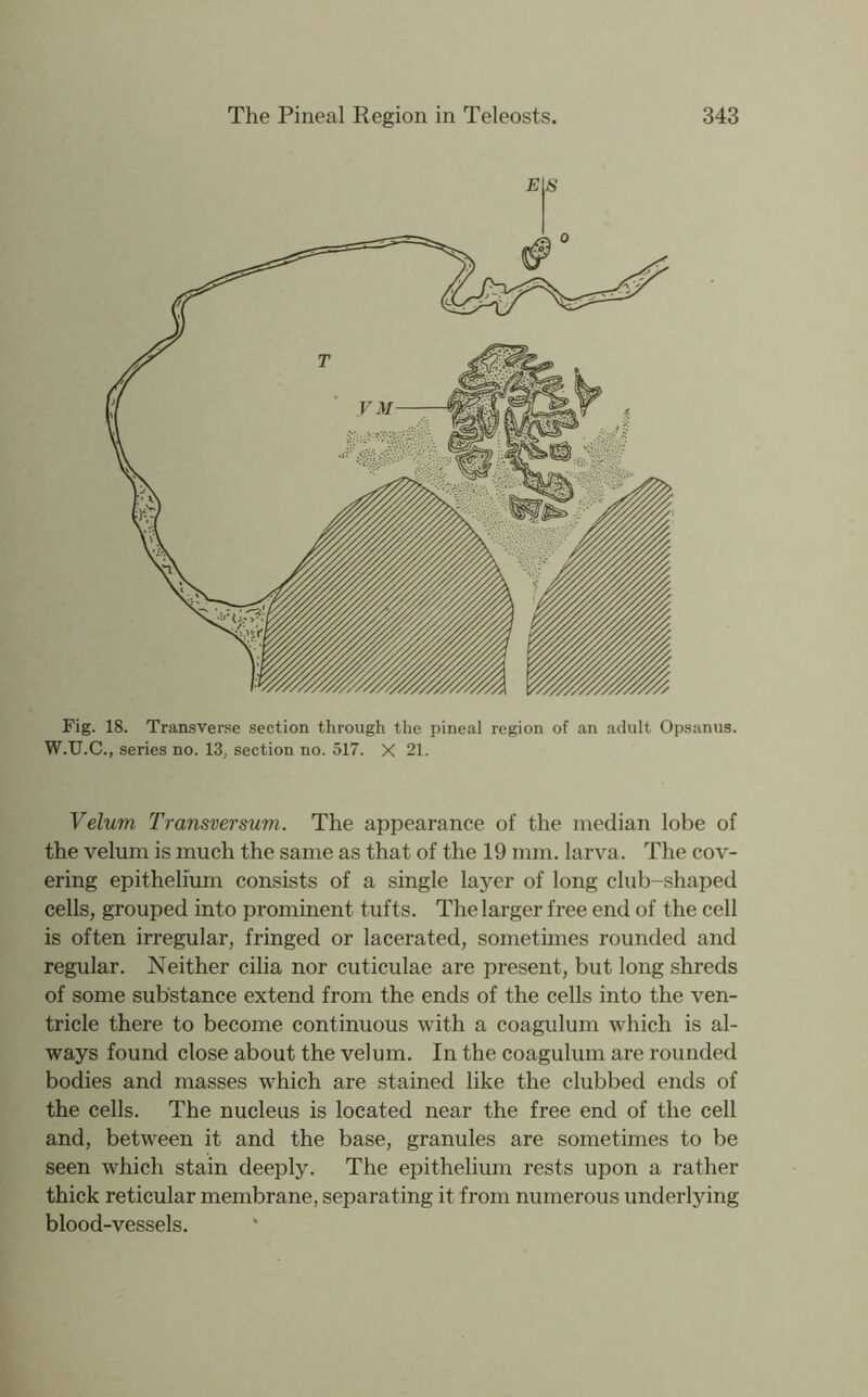 Fig. 18. Transver.se section through the pineal region of an adult Opsanus. W.U.C., series no. 13, section no. 517. X 21. Velum Transversum. The appearance of the median lobe of the velum is much the same as that of the 19 mm. larva. The cov- ering epithelium consists of a single layer of long club-shaped cells, grouped into prominent tufts. The larger free end of the cell is often irregular, fringed or lacerated, sometimes rounded and regular. Neither cilia nor cuticulae are present, but long shreds of some substance extend from the ends of the cells into the ven- tricle there to become continuous with a coagulum which is al- ways found close about the velum. In the coagulum are rounded bodies and masses which are stained like the clubbed ends of the cells. The nucleus is located near the free end of the cell and, between it and the base, granules are sometimes to be seen which stain deeply. The epithelium rests upon a rather thick reticular membrane, separating it from numerous underlying blood-vessels.