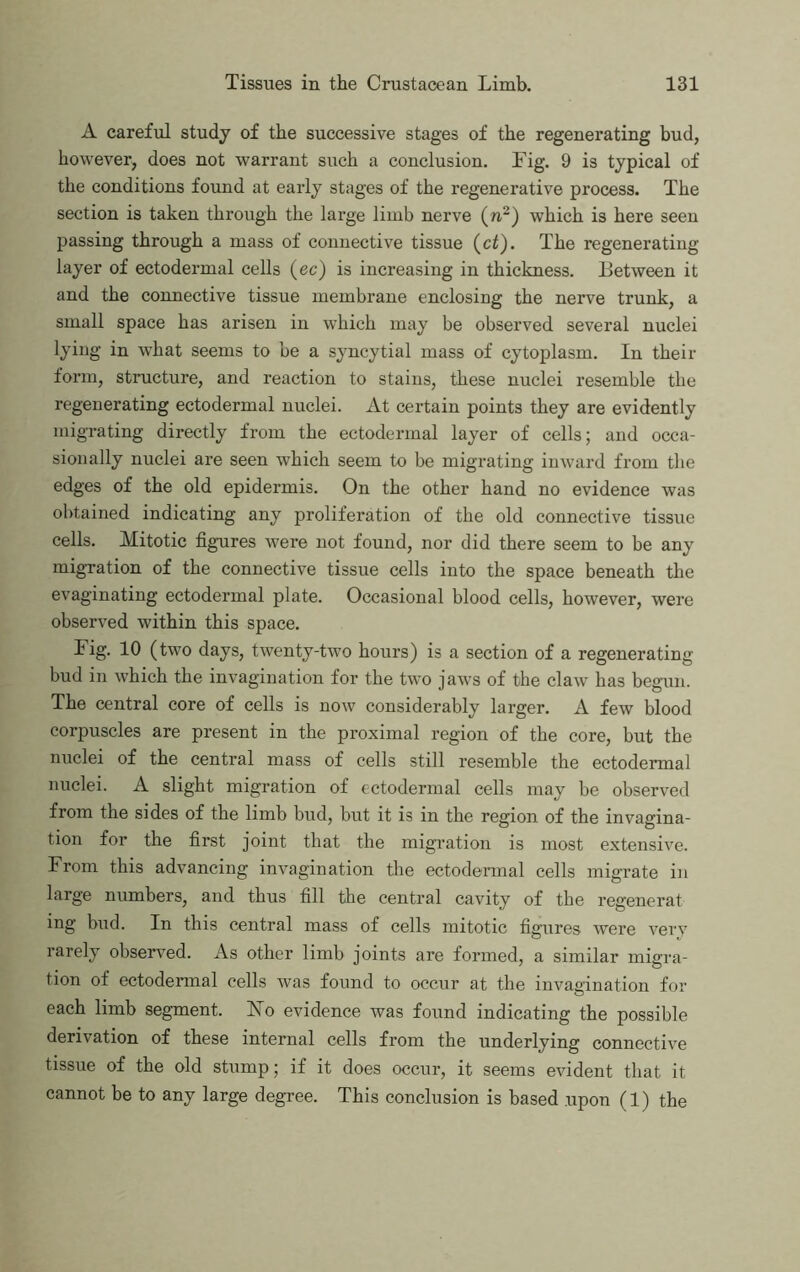 A careful study of the successive stages of the regenerating bud, however, does not warrant such a conclusion. Fig. 9 is typical of the conditions found at early stages of the regenerative process. The section is taken through the large limb nerve (w^) which is here seen passing through a mass of connective tissue {ct). The regenerating layer of ectodermal cells (ec) is increasing in thickness. Between it and the connective tissue membrane enclosing the nerve trunk, a small space has arisen in which may be observed several nuclei lying in what seems to be a syncytial mass of cytoplasm. In their form, structure, and reaction to stains, these nuclei resemble the regenerating ectodermal nuclei. At certain points they are evidently migrating directly from the ectodermal layer of cells; and occa- sionally nuclei are seen which seem to be migrating inward from tlie edges of the old epidermis. On the other hand no evidence was obtained indicating any proliferation of the old connective tissue cells. Mitotic figures were not found, nor did there seem to be any migTation of the connective tissue cells into the space beneath the evaginating ectodermal plate. Occasional blood cells, however, were observed within this space. Fig. 10 (two days, twenty-two hours) is a section of a regenerating bud in which the invagination for the two jaws of the claw has begun. The central core of cells is now considerably larger. A few blood corpuscles are present in the proximal region of the core, but the nuclei of the central mass of cells still resemble the ectodermal nuclei. A slight migration of ectodermal cells may be observed from the sides of the limb bud, but it is in the region of the invagina- tion for the first joint that the migiution is most extensive. From this advancing invagination tlie ectodermal cells migrate in large numbers, and thus fill the central cavity of the regenerat ing bud. In this central mass of cells mitotic figures were very rarely observed. As other limb joints are formed, a similar migra- tion of ectodermal cells Avas found to occur at the invagination for each limb segment. ISTo evidence was found indicating the possible derivation of these internal cells from the underlying connective tissue of the old stump; if it does occur, it seems evident that it cannot be to any large degree. This conclusion is based upon (1) the