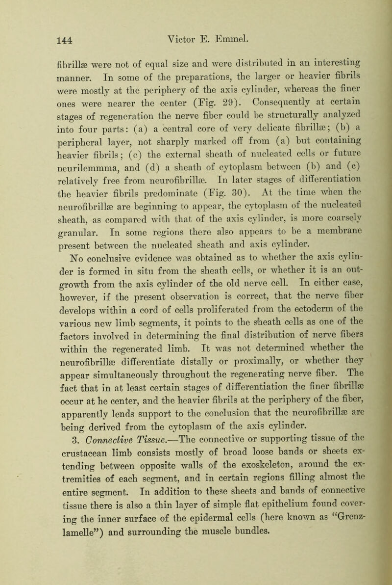 fibrillse were not of equal size and were distributed in an interesting manner. In some of the preparations, the larger or heavier fibrils were mostly at the periphery of the axis cylinder, whereas the finer ones were nearer the center (Eig. 29). Consequently at certain stages of regeneration the nerve fiber could be structurally analyzed into four parts: (a) a central core of very delicate fibrill®; (b) a peripheral layer, not sharply marked off from (a) but containing heavier fibrils; (c) the external sheath of nucleated cells or future neurilemmma, and (d) a sheath of cytoplasm between (b) and (c) relatively free from neurofibrillse. In later stages of differentiation the heavier fibrils predominate (Eig. 30). At the time -when the neurofibrillfe are beginning to appear, the cytoplasm of the nucleated sheath, as compared with that of the axis cylinder, is more coarsely granular. In some regions there also appears to be a membrane present between the nucleated sheath and axis cylinder. Ho conclusive evidence was obtained as to whether the axis cylin- der is formed in situ from the sheath cells, or whether it is an out- growth from the axis cylinder of the old nerve cell. In either case, however, if the present observation is correct, that the nerve fiber develops within a cord of cells proliferated from the ectoderm of the various new limb segments, it points to the sheath cells as one of the factors involved in determining the final distribution of nerve fibers within the regenerated limb. It was not determined whether the neurofibrillse differentiate distally or proximally, or whether they appear simultaneously throughout the regenerating nerve fiber. The fact that in at least certain stages of differentiation the finer fibrillse occur at he center, and the heavier fibrils at the periphery of the fiber, apparently lends support to the conclusion that the neurofibrillse are being derived from the cytoplasm of the axis cylinder. 3. Connective Tissue.—The connective or supporting tissue of the crustacean limb consists mostly of broad loose bands or sheets ex- tending between opposite walls of the exoskeleton, around the ex- tremities of each segment, and in certain regions filling almost the entire segment. In addition to these sheets and bands of connective tissue there is also a thin layer of simple flat epithelium found cover- ing the inner surface of the epidermal cells (here known as ‘^Grenz- lamelle”) and surrounding the muscle bundles.