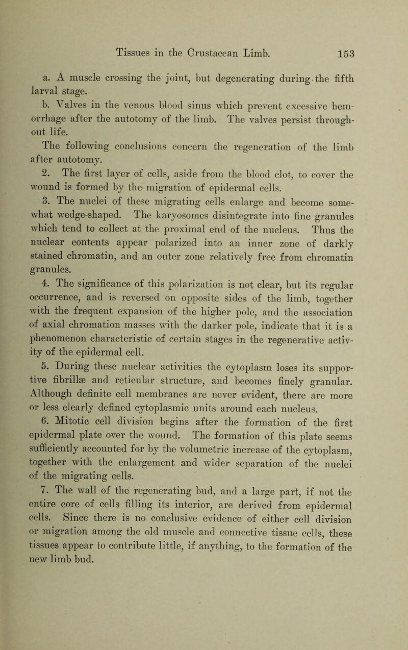 a. A muscle crossing the joint, but degenerating during the fifth larval stage. b. Valves in the venous blood sinus which prevent excessive hem- orrhage after the autotomy of the limb. The valves persist through- out life. The following conchisions concern the regeneration of the limb after autotomy. 2. The first layer of cells, aside from the blood clot, to cover the wound is formed by the migration of epidermal cells. 3. The nuclei of these migrating cells enlarge and become some- what wedge-shaped. The karyosomes disintegrate into fine granules which tend to collect at the proximal end of the nucleus. Thus the nuclear contents appear polarized into an inner zone of darkly stained chromatin, and an outer zone relatively free from chromatin granules. 4. The significance of this polarization is not clear, but its regular occurrence, and is reversed on opposite sides of the limb, together with the frequent expansion of the higher pole, and the association of axial chromation masses with the darker pole, indicate that it is a phenomenon characteristic of certain stages in the regenerative activ- ity of the epidermal cell. 5. During these nuclear activities the cytoplasm loses its suppor- tive fibrillse and reticular structure, and becomes finely granular. Although definite cell membranes are never evident, there are more or less clearly defined cytoplasmic units around each nucleus. G. Mitotic cell division begins after the formation of the first epidermal plate over the wound. The formation of this plate seems sufficiently accounted for by the volumetric increase of the cytoplasm, together with the enlargement and wider separation of the nuclei of the migrating cells. 7. The wall of the regenerating bud, and a large part, if not the entire core of cells filling its interior, are derived from epidermal cells. Since there is no conclusive evidence of either cell division or migration among the old muscle and connective tissue cells, these tissues appear to contribute little, if anything, to the formation of the new limb bud.