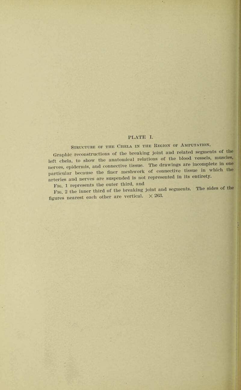 Structure of the Chela in the Region of Amputation. Graphic reconstructions of the breaking joint and related segments of the left chela, to show the anatomical relations of the blood vessels, muse es, nerves, epidermis, and connective tissue. The drawings are incomplete in one particular because the finer meshwork of connective Gssue in which the arteries and nerves are suspended is not represented in its entirety. Fig 1 represents the outer tliird, and figures nearest each other are vertical. X 203. The sides of the