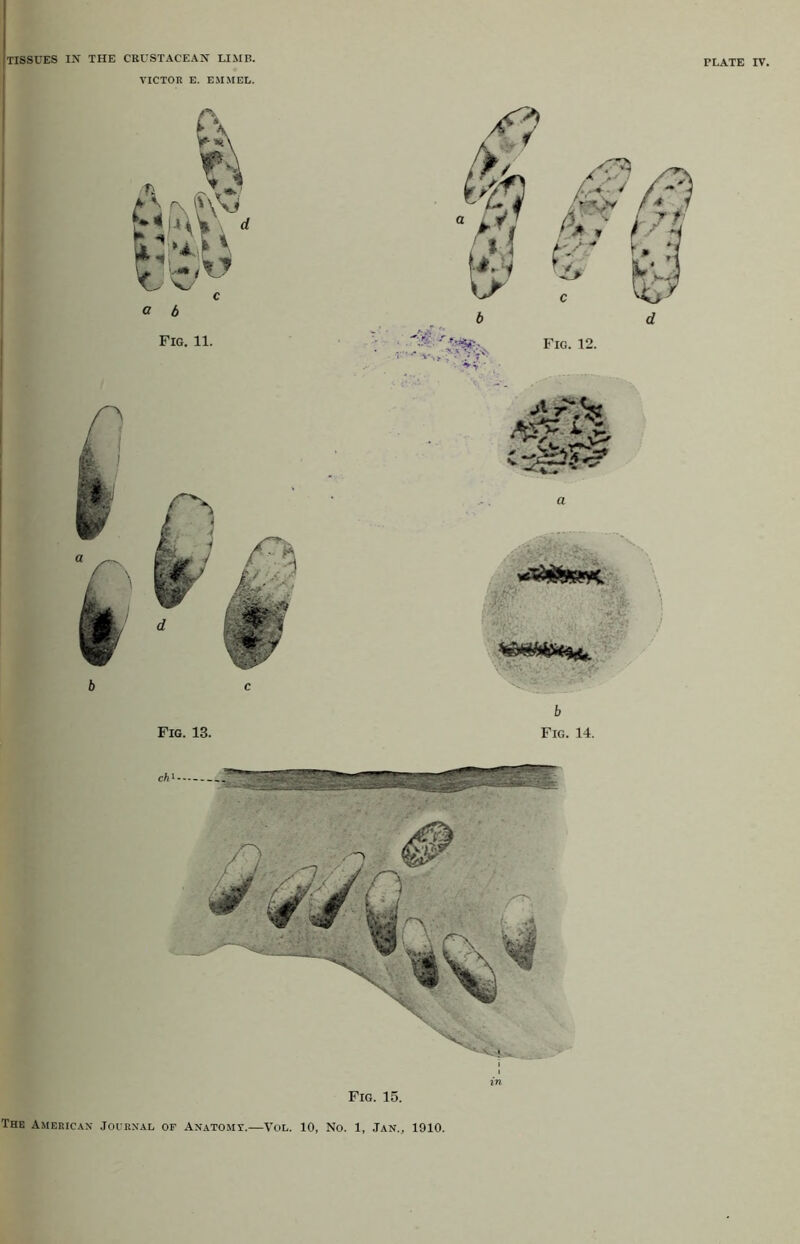 VICTOR E. EM MEL. Fig. 11. b c Fig. 13. . fr‘'- b Fig. 14.