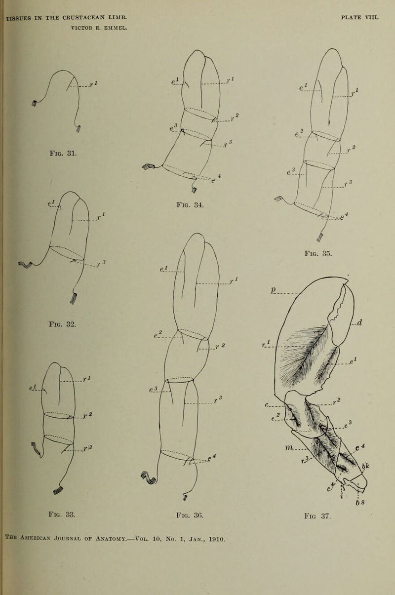 I I TISSUES IN THE CRUSTACEAN LIMB. PLATE Vin. VICTOR E. EMMEL. The American Journal of Anatomy.—V’ol. 10, No. 1, Jan., 1910.