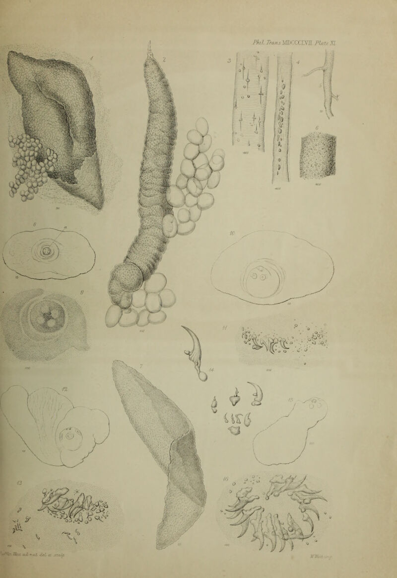 r. Phi Troju MDCCCEVir PImuJI VWhti^y - J1 /■ ,v