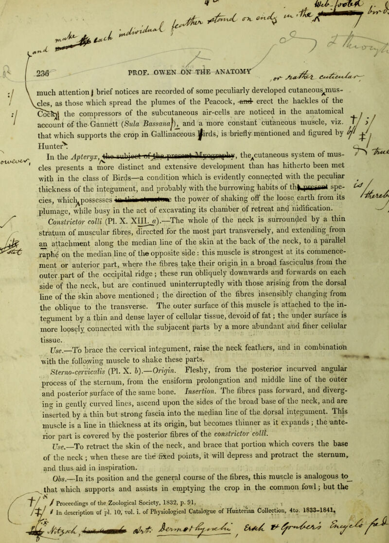 thickness of the integument, and probably with the burrowing habits of th».prfseai spe- cies, which^possesses the power of shaking off the loose e3.rth from its plumage, while busy in the act of excavating its chamber of retreat and nidification. Constrictor colli (PI. X. XIII. ci).—The whole ol the neck is suriounded by a thin stratum of muscular fibres, directed for the most part transversely, and extending from an attachment along the median line of the skin at the back of the neck, to a parallel raphe on the median line of the opposite side : this muscle is strongest at its commence- ment or anterior part, where the fibres take their origin in a broad fasciculus from the outer.part of the occipital ridge; these run obliquely downwards and forwards on each side of the neck, but are continued uninterruptedly with those arising from the dorsal line of the skin above mentioned; the direction of the fibres insensibly changing from the oblique to the transverse. The outer surface of this muscle is attached to the in- tegument by a thin and dense layer of cellular tissue, devoid of fat, tne under suiface is more loosely connected with the subjacent parts by a more abundant and finer cellular tissue. US6' To brace the cervical integument, raise the neck feathers, and in combination with the following muscle to shake these parts. Sterno-cervicalis (PI. X. b).—Origin. Fleshy, from the posterior incurved angular process of the sternum, from the ensiform prolongation and middle line of the outer and posterior surface of the same bone. Insertion. The fibres pass forward, and diverg- ing in gently curved lines, ascend upon the sides ol the broad base ol the neck, and are inserted by a thin but strong fascia into the median line of the dorsal integument. Tips muscle is a line in thickness at its origin, but becomes thinner as it expands ; the inte- rior part is covered by the posterior fibres of the constrictor colli. Use. To retract the skin of the neck, and brace that portion which covers the base of the neck; when these are the fixed points, it will depress and protract the sternum, and thus aid in inspiration. Obs— In its position and the general course of the fibres, this muscle is analogous to that which supports and assists in emptying the crop in the common fowl; but the ~f~/ / Proceedings of the Zoological Society, 1832, p. 91, . , / In description of pi. 10, vol. i. of Physiological Catalogue of Hunterian Collection, 4to. 1833-1841, fid me! tAScsrii & / alh'f--