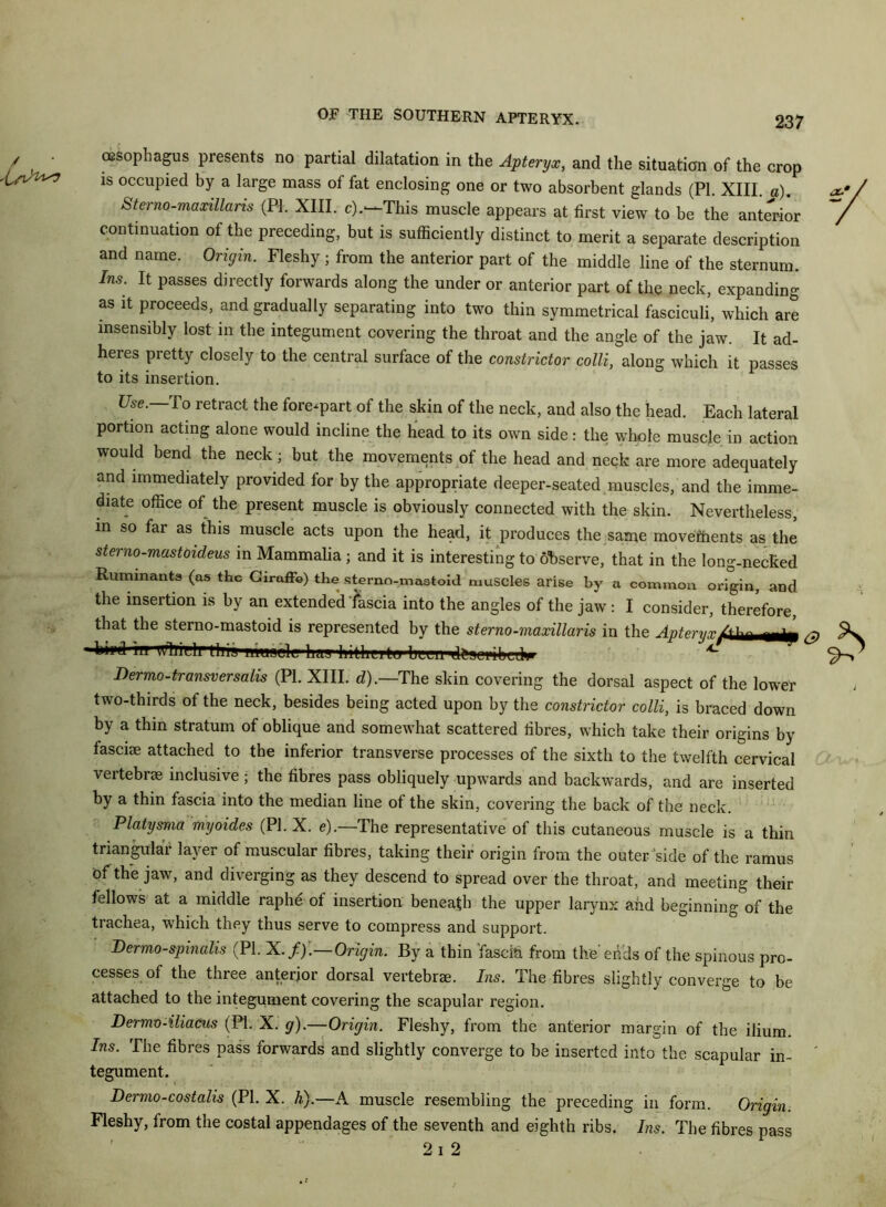 OF THE SOUTHERN APTERYX. oesophagus presents no partial dilatation in the Apteryx, and the situation of the crop is occupied by a large mass of fat enclosing one or two absorbent glands (PI. XIII. a). Sterno-maxillans (PI. XIII. c).—This muscle appears at first view to be the anterior continuation of the preceding, but is sufficiently distinct to merit a separate description and name. Origin. Fleshy ; from the anterior part of the middle line of the sternum. Ins: U Passes directly forwards along the under or anterior part of the neck, expanding as it proceeds, and gradually separating into two thin symmetrical fasciculi, which are insensibly lost in the integument covering the throat and the angle of the jaw. It ad- heres pretty closely to the central surface of the constrictor colli, along which it passes to its insertion. Use.—To retract the forepart of the skin of the neck, and also the head. Each lateral portion acting alone would incline the head to its own side: the whole muscle in action would bend the neck; but the movements of the head and neck are more adequately and immediately provided for by the appropriate deeper-seated muscles, and the imme- diate office of the present muscle is obviously connected with the skin. Nevertheless, in so far as this muscle acts upon the head, it produces the same movements as the sterno-mastoideus in Mammalia; and it is interesting to observe, that in the long-necked Ruminants (as the Giraffe) the sterno-mastoid muscles arise by a common origin, and the insertion is by an extended fascia into the angles of the jaw : I consider, therefore that the sterno-mastoid is represented by the sterno-maxillaris in the Apteryx/ti^m^ O Wd in uffiiuli this lmisuk liay-hitlnuhrlrecn d&Bei»ibed>y /C Dermo-transversalis (PI. XIII. d).—The skin covering the dorsal aspect of the lower two-thirds of the neck, besides being acted upon by the constrictor colli, is braced down by a thin stratum of oblique and somewhat scattered fibres, which take their origins by fasciae attached to the inferior transverse processes of the sixth to the twelfth cervical vertebrae inclusive ; the fibres pass obliquely upwards and backwards, and are inserted by a thin fascia into the median line of the skin, covering the back of the neck. Platysma myoides (PI. X. e).—The representative of this cutaneous muscle is a thin triangular layer of muscular fibres, taking their origin from the outer side of the ramus of th'e jaw, and diverging as they descend to spread over the throat, and meeting their fellows at a middle raphe of insertion beneath the upper larynx and beginning°of the trachea, which they thus serve to compress and support. Per mo-sp in alls (PI. X. f).—Origin. By a thin fascia from the’ends of the spinous pro- cesses of the three anterior dorsal vertebrae. Ins. The fibres slightly converge to be attached to the integument covering the scapular region. Dermo-iliaCus (PI. X. g).—Origin. Fleshy, from the anterior margin of the ilium. Ins. The fibres pass forwards and slightly converge to be inserted into the scapular in- ' tegument. Dermo-costalis (PI. X. h).—A muscle resembling the preceding in form. Origin. Fleshy, from the costal appendages of the seventh and eighth ribs. Ins. The fibres pass 2 i 2